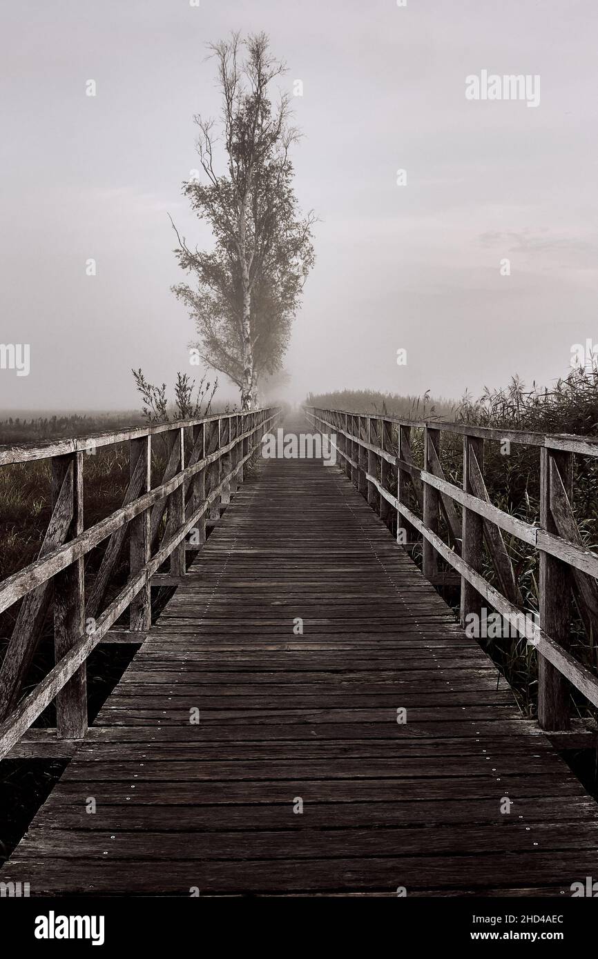 Passerella in legno Federseesteg nella riserva naturale e sito patrimonio dell'umanità dell'UNESCO, Bad Buchau, Germania. Foto Stock