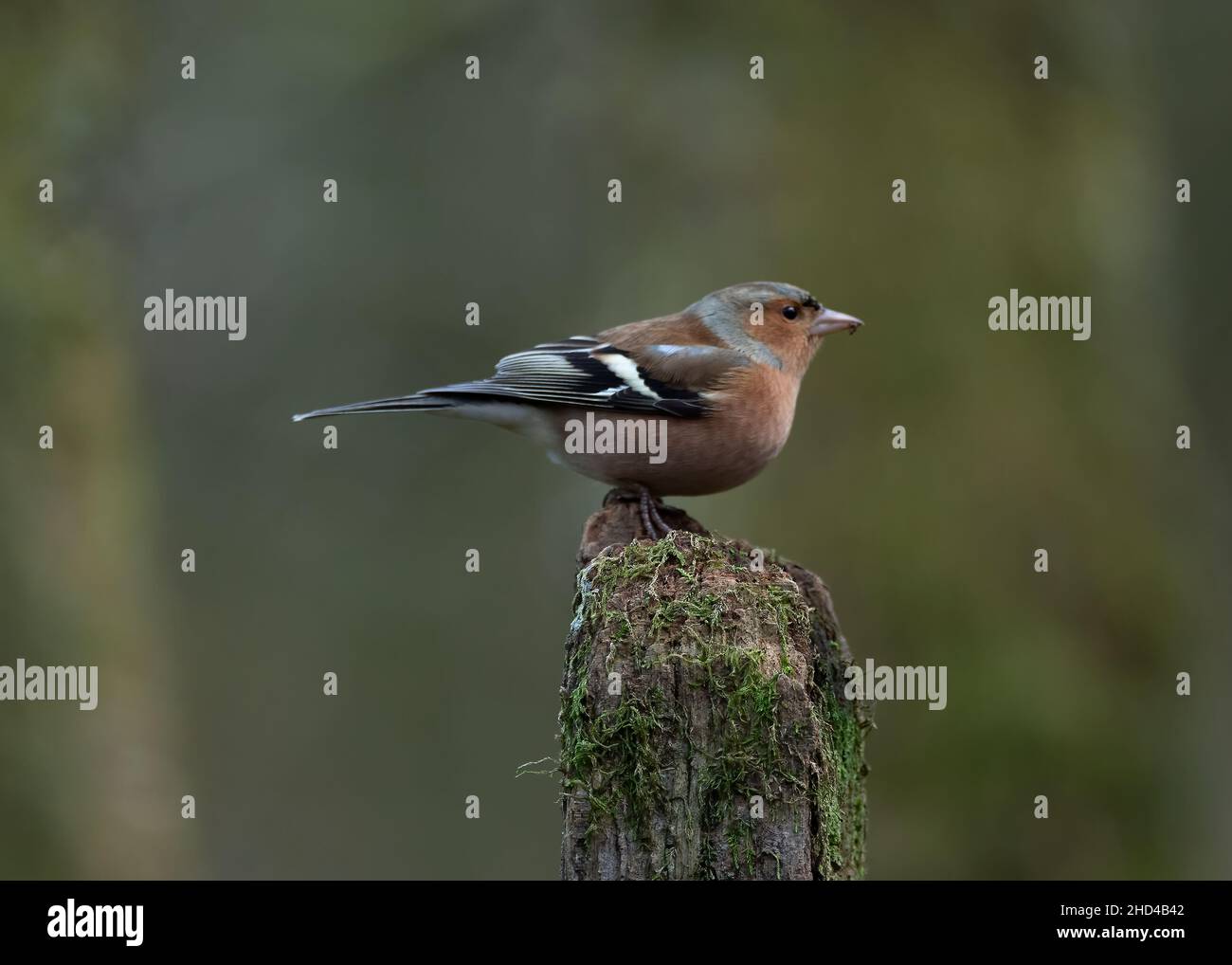 Chaffinch (Fringilla coelebs) siittng su palo di recinzione in legno, Dumfries, SW Scozia Foto Stock