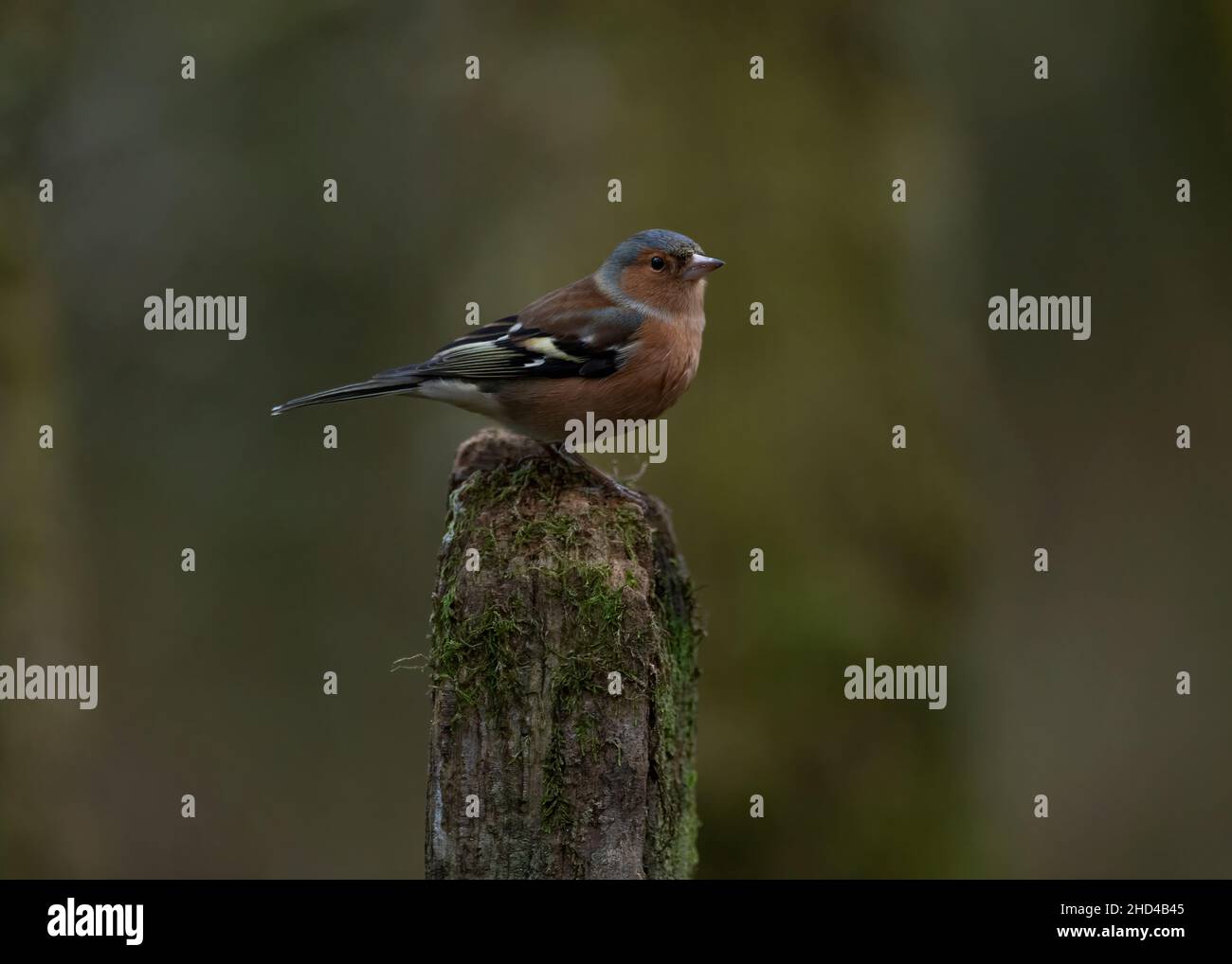 Chaffinch (Fringilla coelebs) siittng su palo di recinzione in legno, Dumfries, SW Scozia Foto Stock