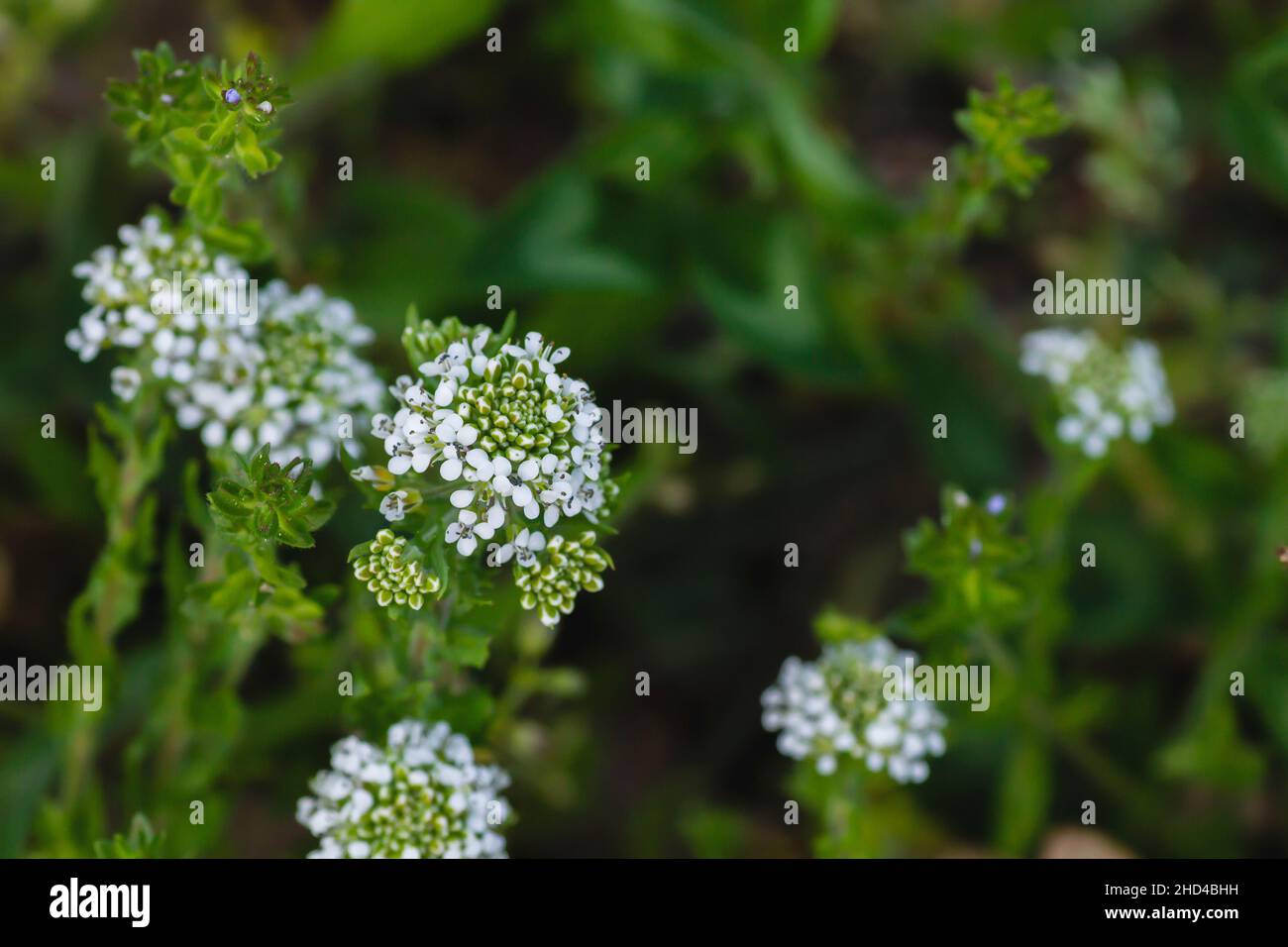 Lepidium virginicum o virginia pianta peppered fiore fiori bianchi in primo piano Foto Stock