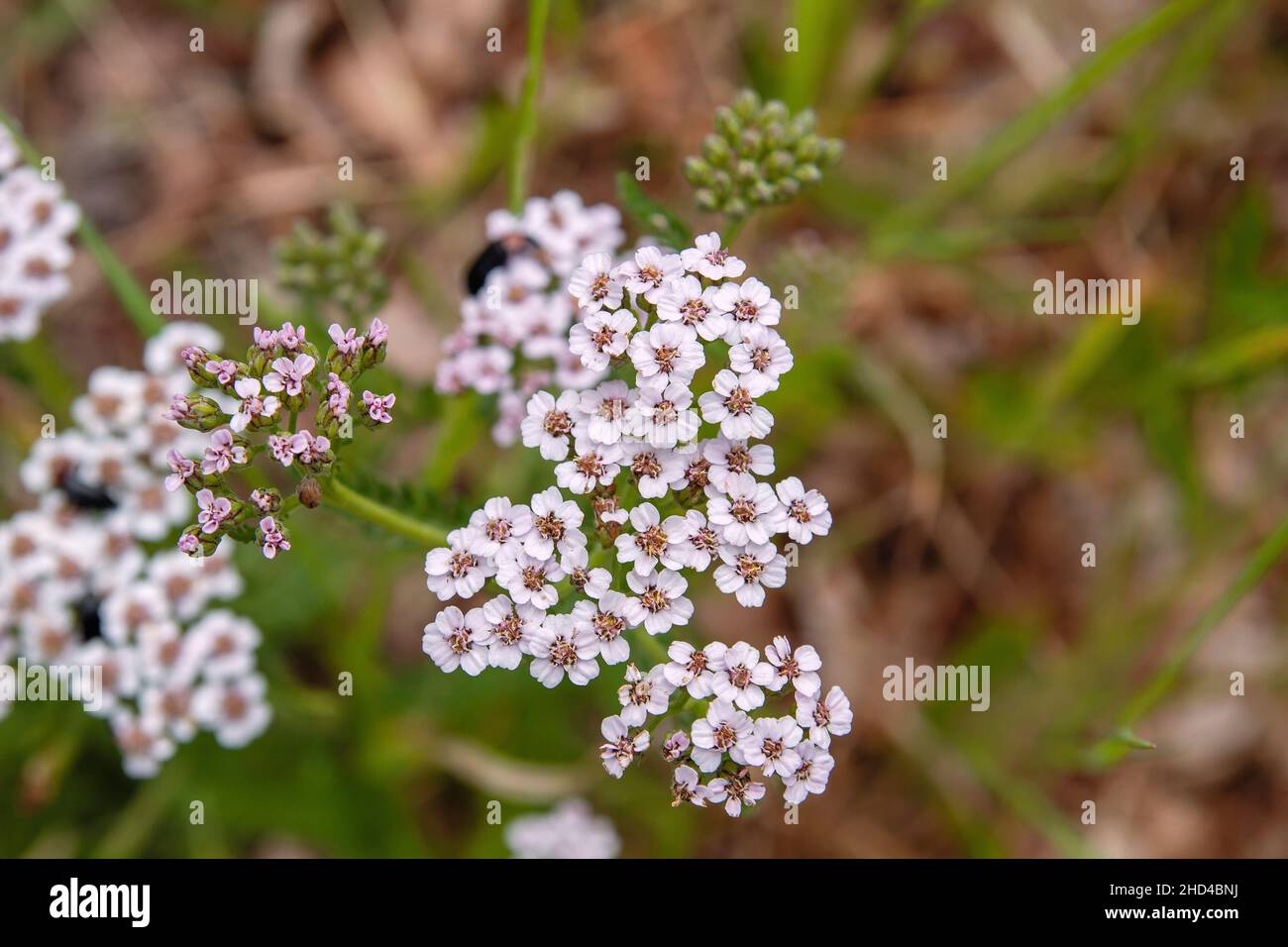 Yarrow fiori rosa pallido primo piano Foto Stock