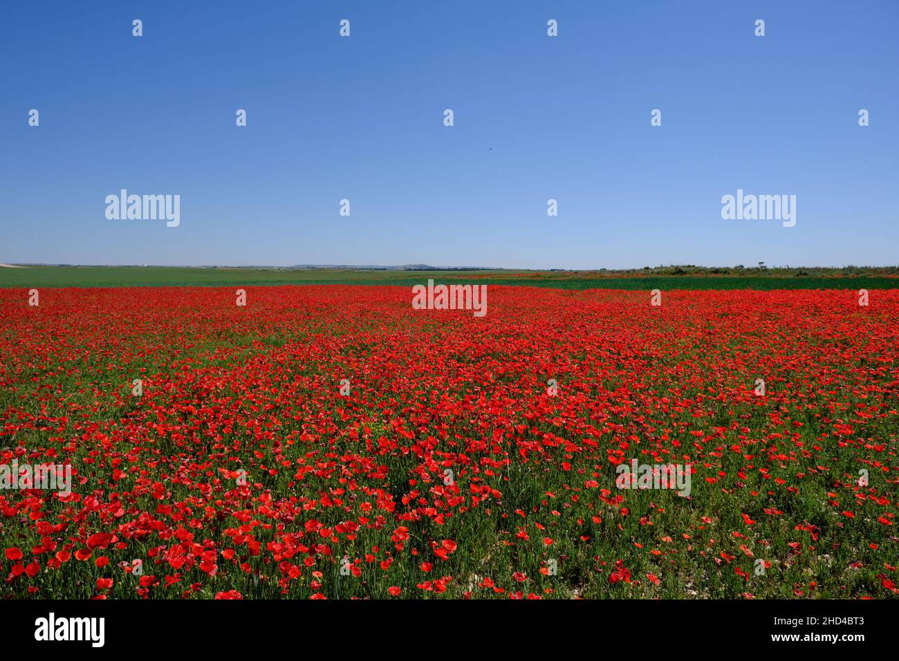 Colorato paesaggio primaverile con fiori selvatici di papavero rosso in fiore tra i campi di grano verde a la Mancha, Spagna Foto Stock