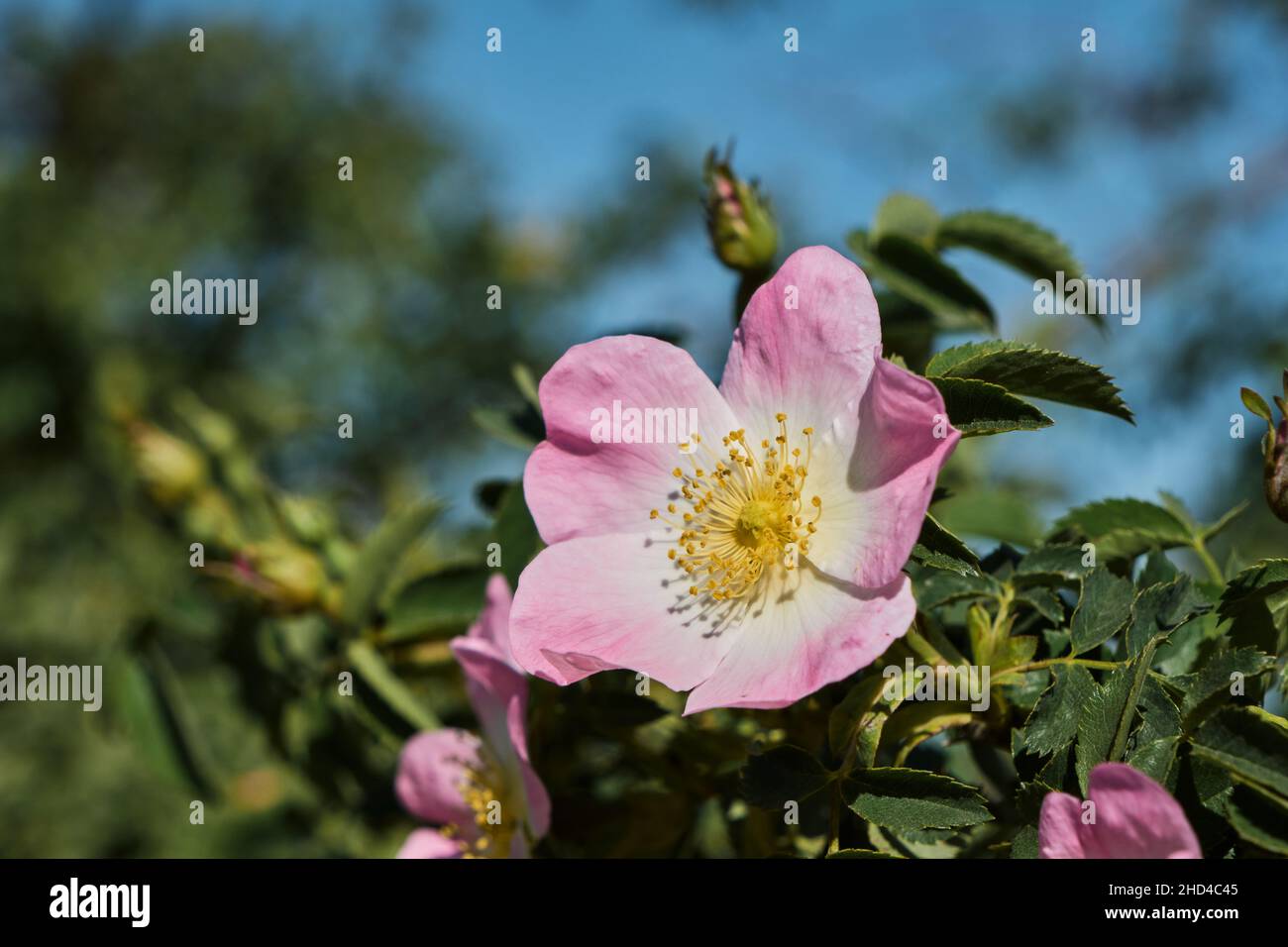 Rosa canina o cane rosa fiore rosa pallido fiorito in primavera Foto Stock