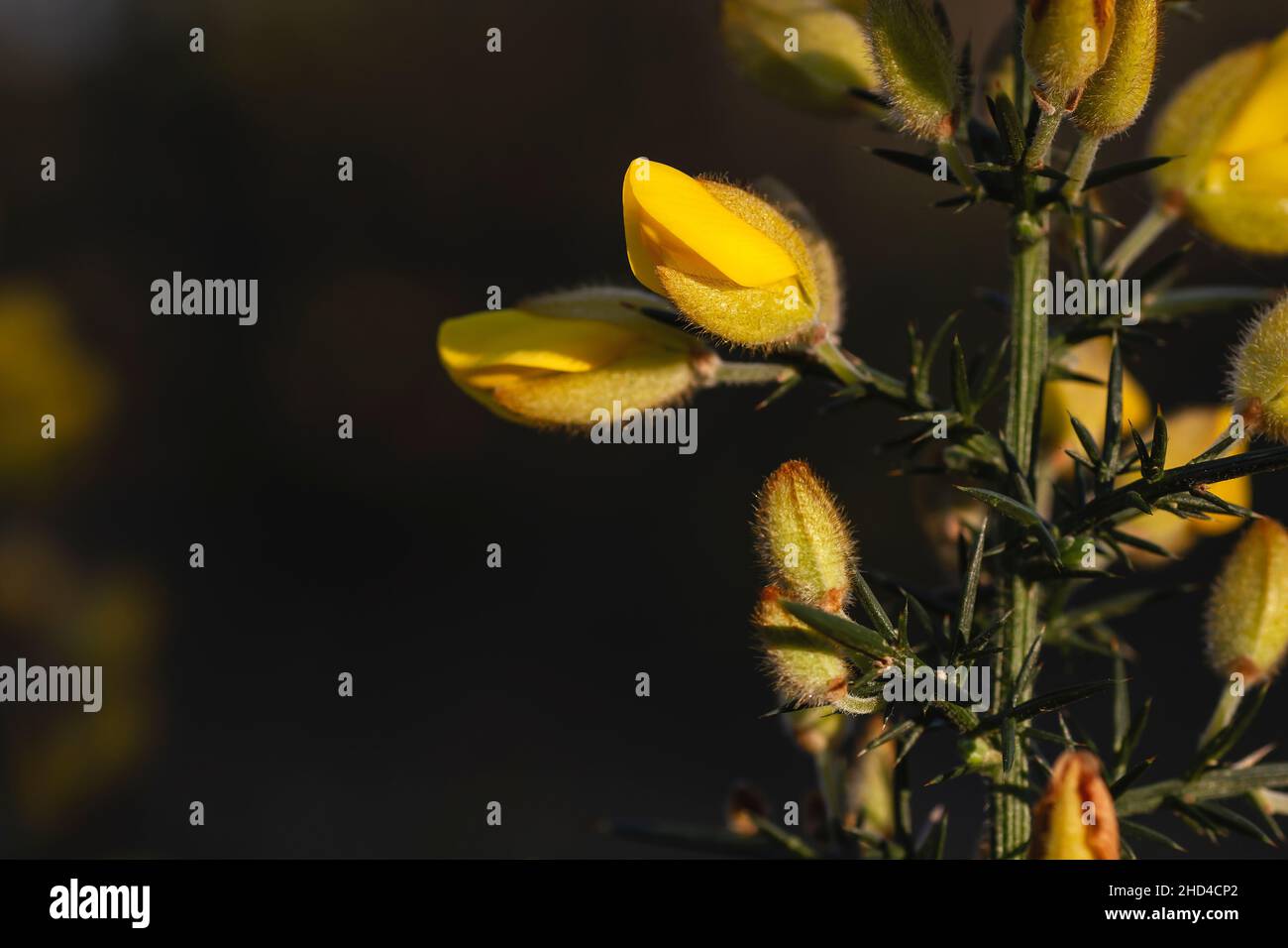 Dettaglio di ulex europeaus o comuni fiori gialli di goro Foto Stock