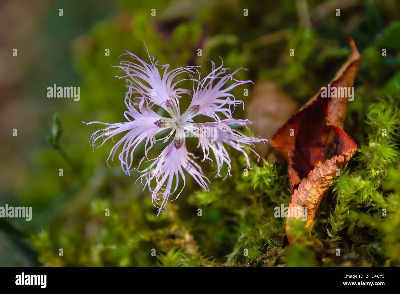 Dianthus superbus fiore rosa viola con cinque petali frangiati tagliati in profondità che sbocciano a fine estate sul muschio verde della foresta Foto Stock