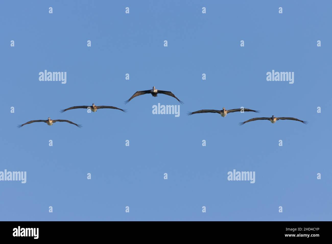 Vista panoramica di una mandria di uccelli che volano sotto il cielo limpido e nuvoloso Foto Stock