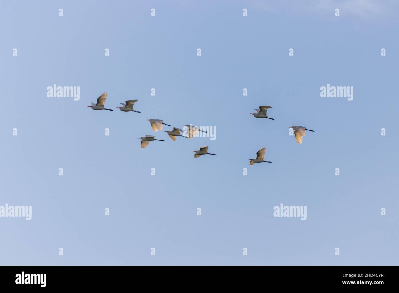 Vista panoramica di una mandria di gabbiani che volano sotto il cielo limpido e senza nuvole Foto Stock