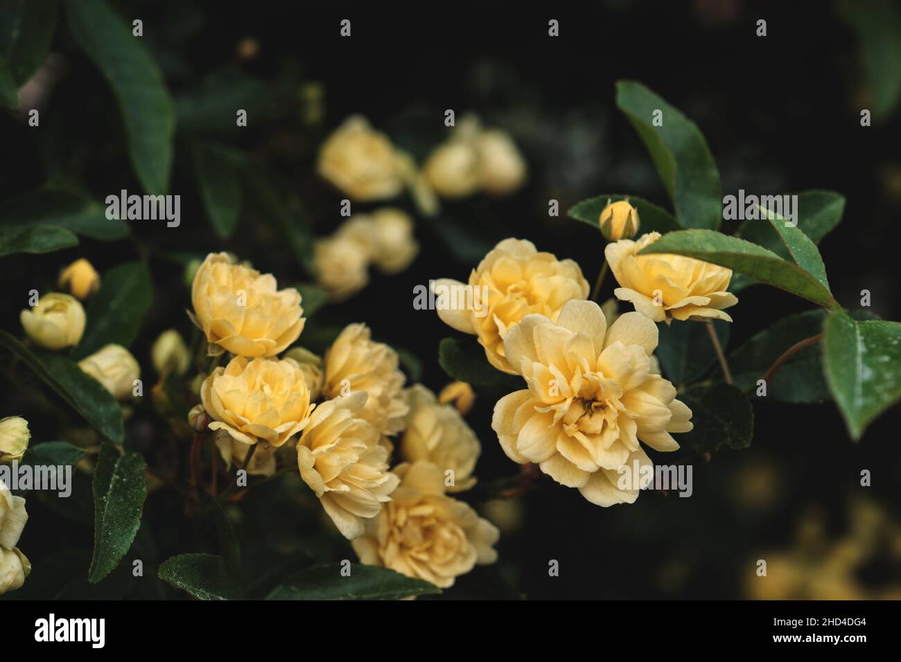 Particolare di rosa banksiae fiori gialli pallidi fioritura in primavera Foto Stock