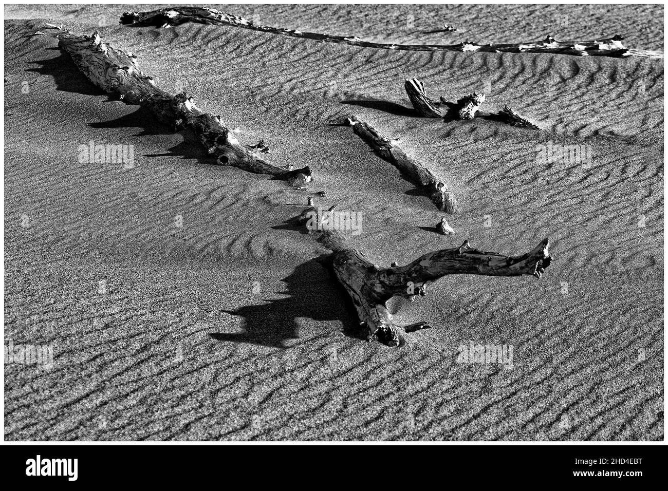 Scatto monocromatico di rami di alberi selvaggi nelle grandi dune di sabbia del Colorado Foto Stock