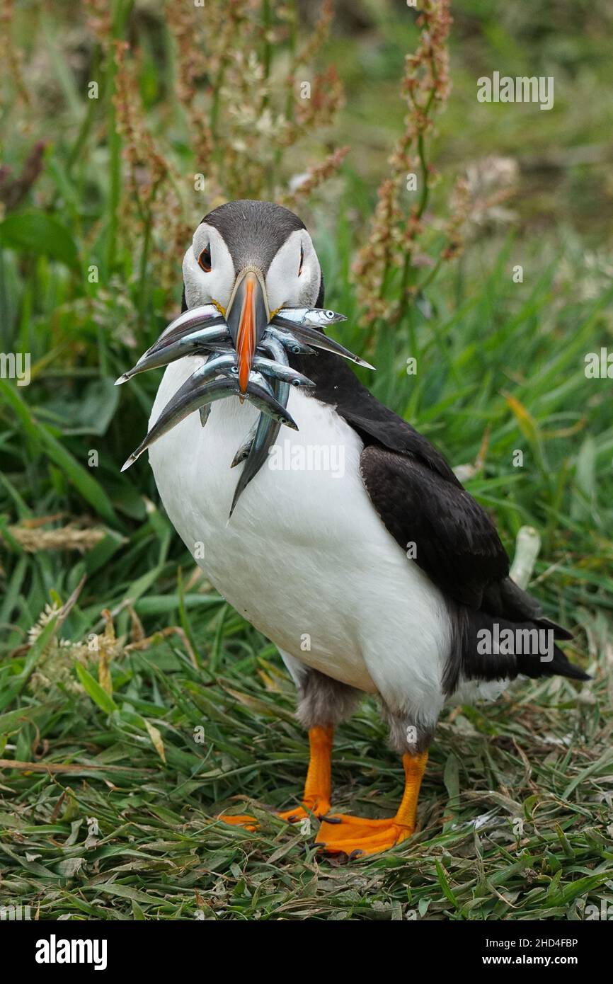 Un soffino con anguille di sabbia Foto Stock