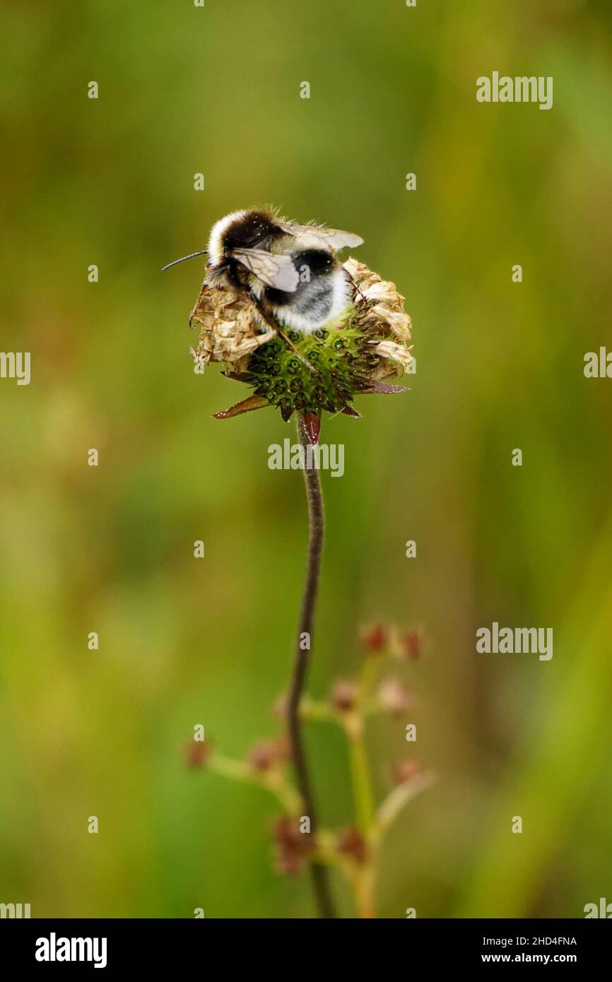 Un Ape su un fiore Foto Stock
