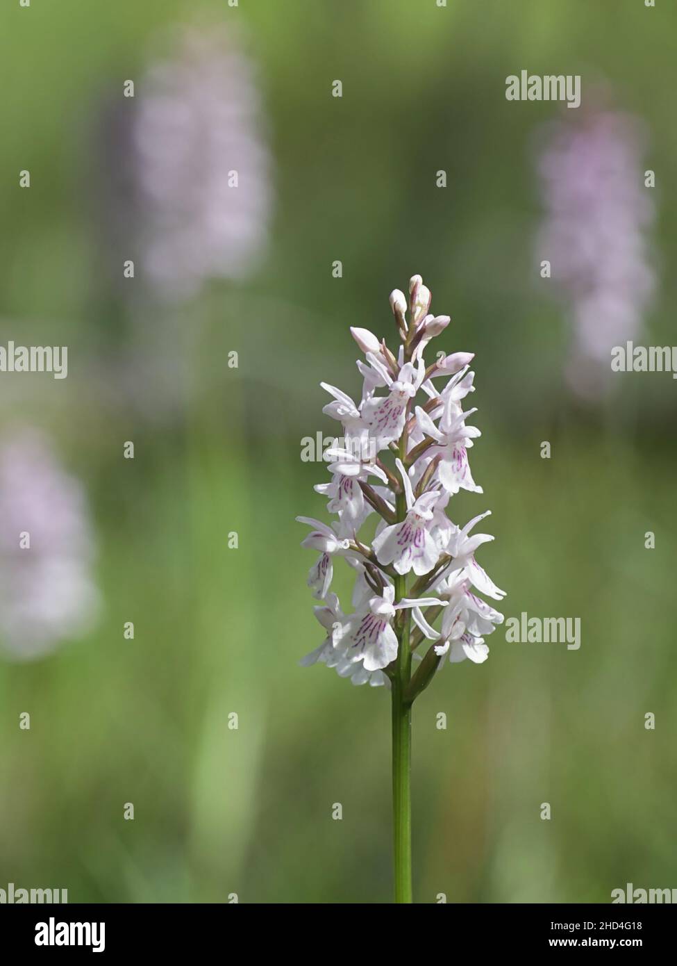 Dactylorhiza maculata, noto come heath spotted-orchid o brughiera spotted orchid, crescente selvatici in Finlandia Foto Stock