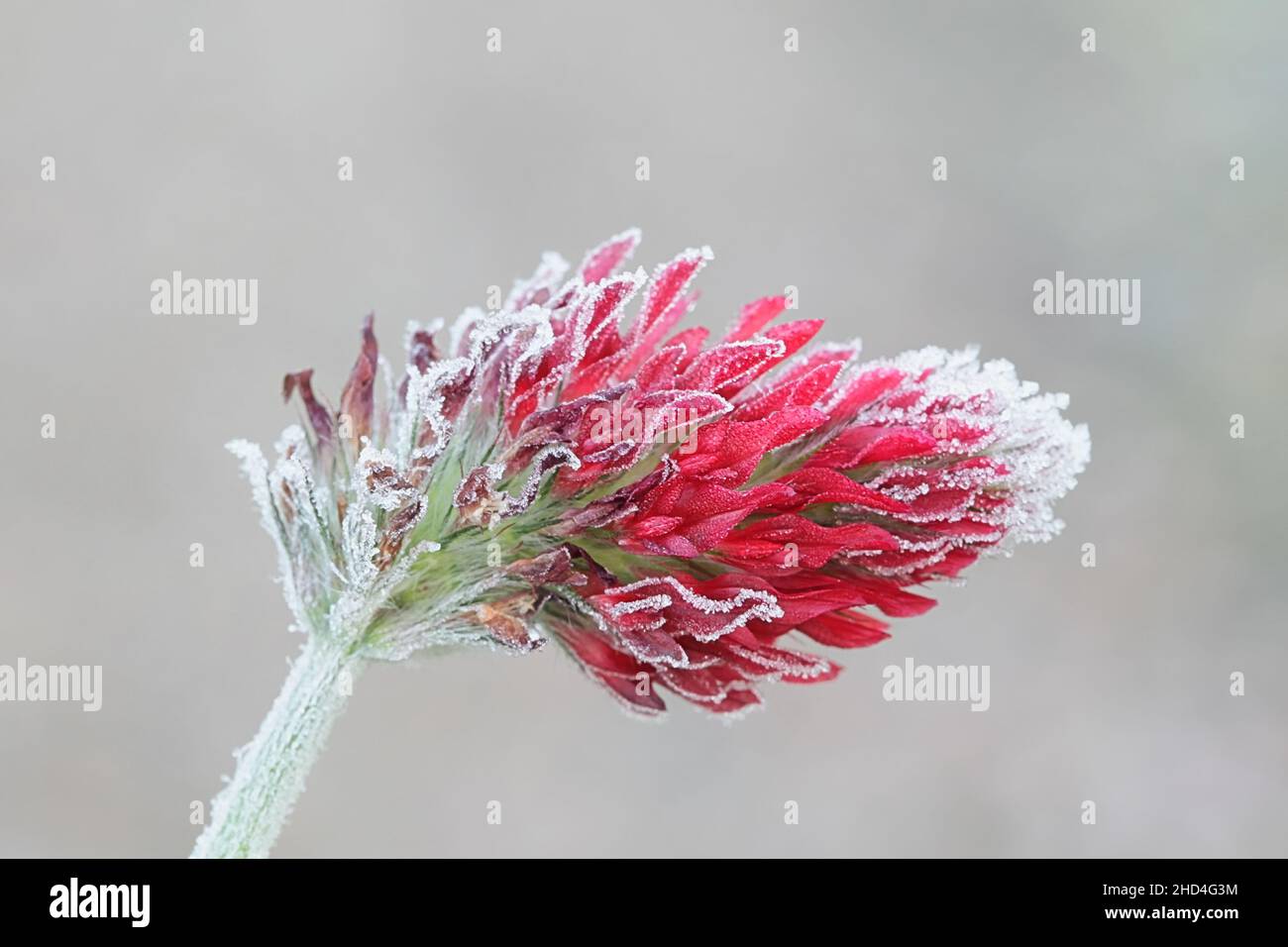 Trifolium incarnatum, noto come trifoglio cremisi o trifoglio italiano, morso dal primo gelo Foto Stock