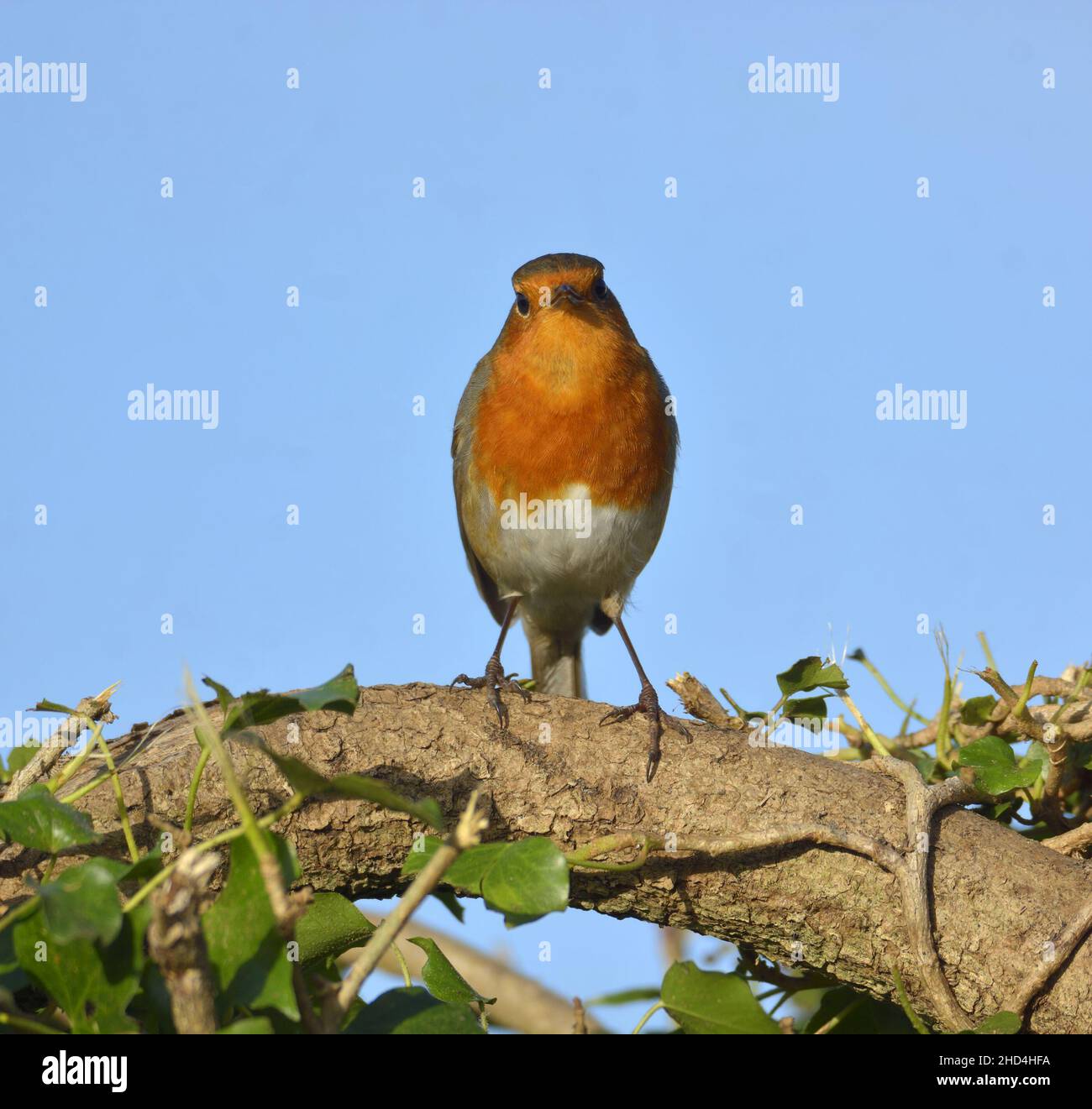 Robin europeo (Erithacus rubecula) in cima a una siepe Foto Stock