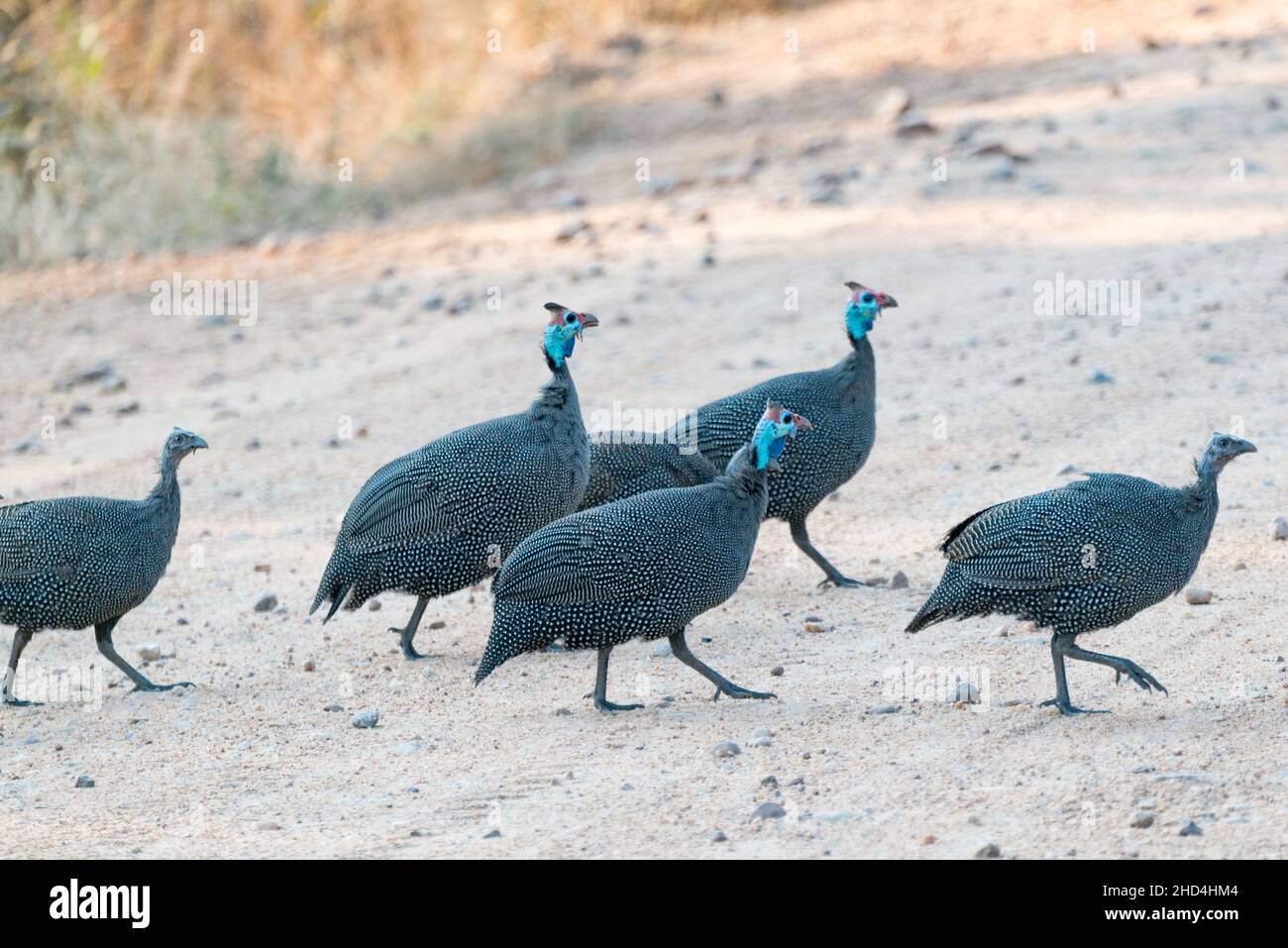 Faraona nel Parco Nazionale di Luangwa del Sud, Zambia Foto Stock