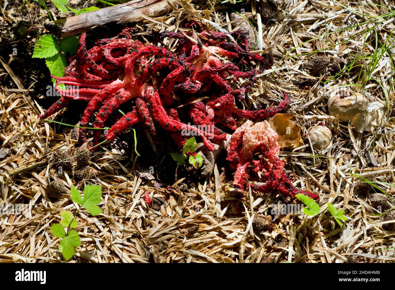 Clathrus archeri (polpo stinkhorn, dita del diavolo) è un fungo ricoperto di gleba slimy marrone oliva, contenente spore, che attrae le mosche. Foto Stock