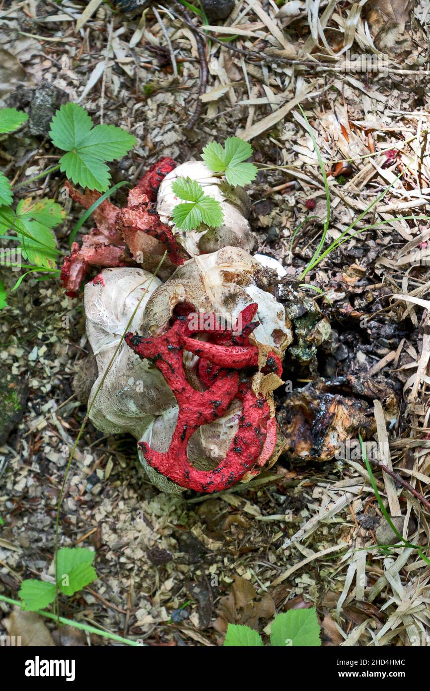 Clathrus archeri (polpo stinkhorn, dita del diavolo) è un fungo ricoperto di gleba slimy marrone oliva, contenente spore, che attrae le mosche. Foto Stock