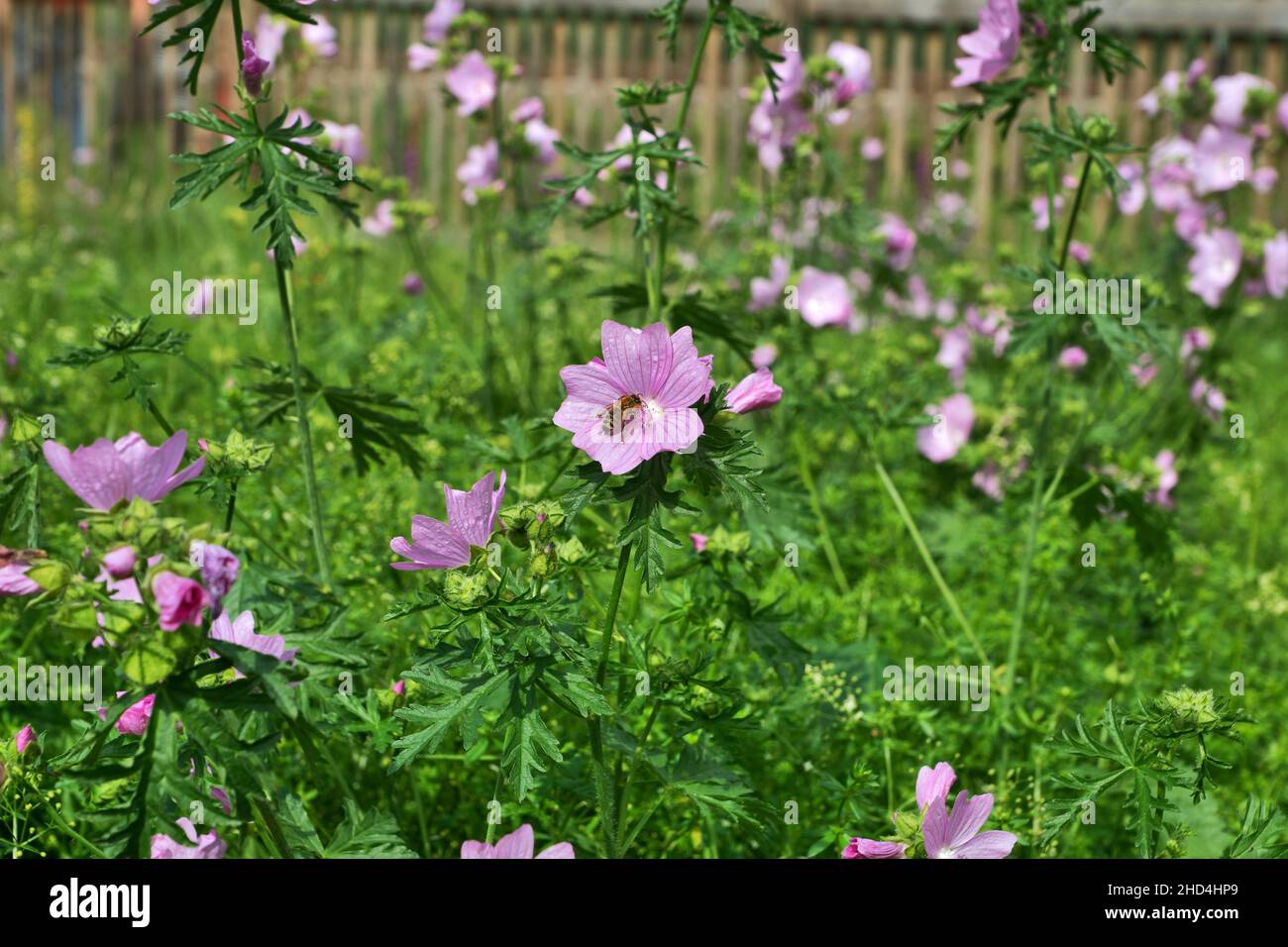 Ape su fiore di mallow nel prato estivo Foto Stock