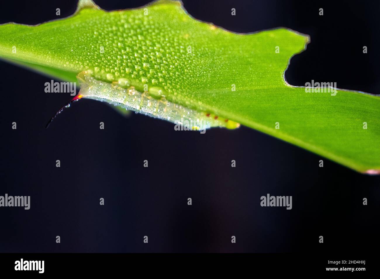 Caterpillar su foglia verde dopo l'irrigazione della pianta. Foto Stock