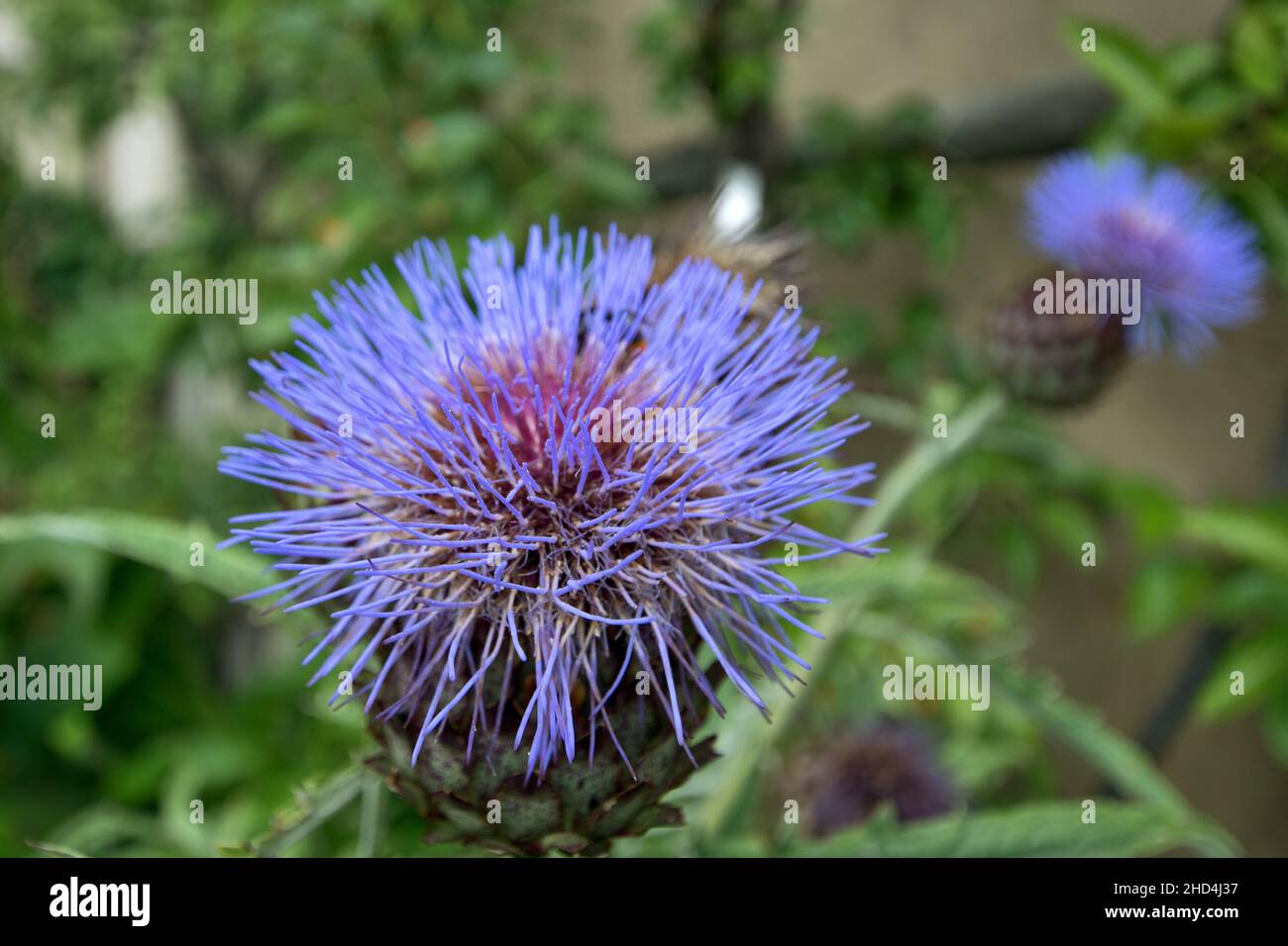 Cardo viola su un prato estivo Foto Stock