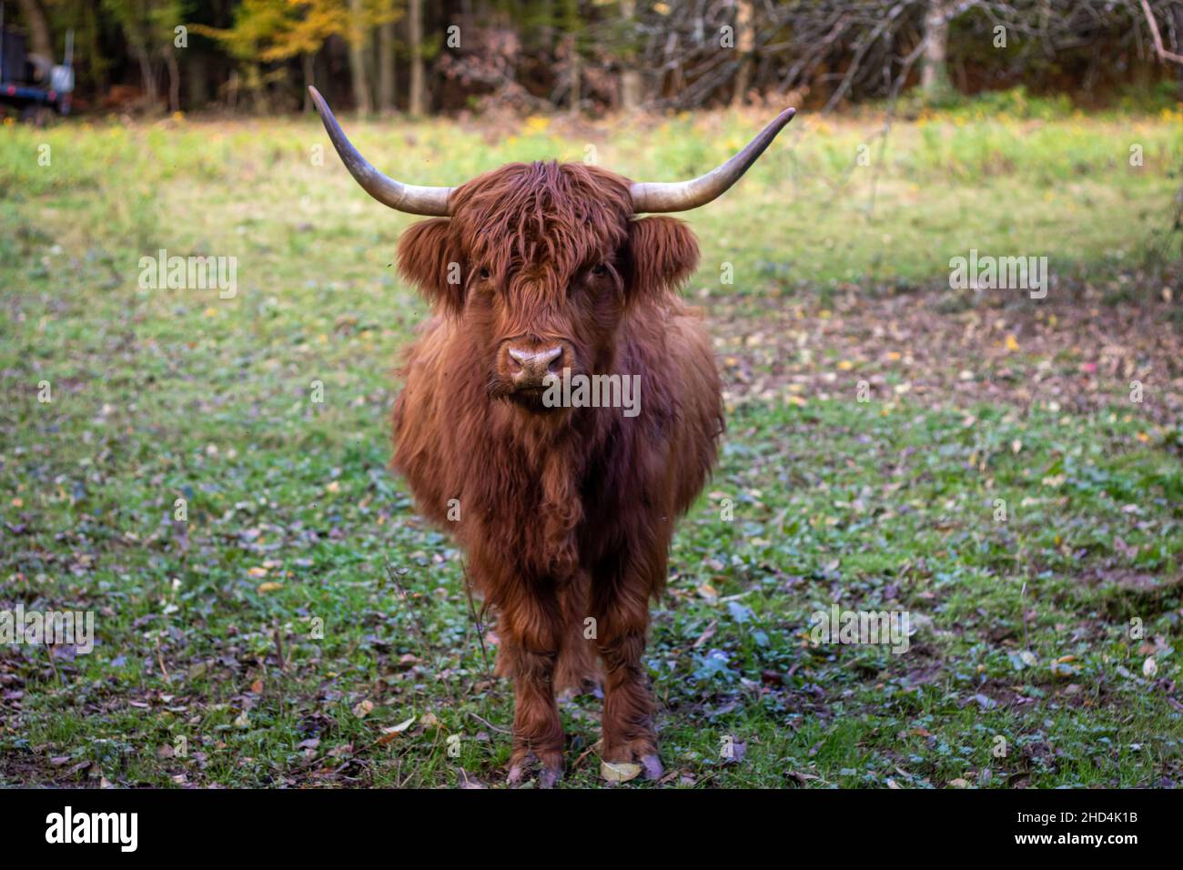 il bestiame scozzese con pelliccia marrone si preoccupa della vegetazione su un prato in una riserva naturale nel sud della germania Foto Stock