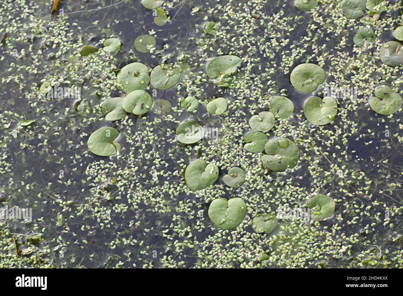 Hydrocharis morsus-ranae, noto come Frogbit, European Frog-bit e European Frog’s-bit, pianta naturale galleggiante della Finlandia Foto Stock