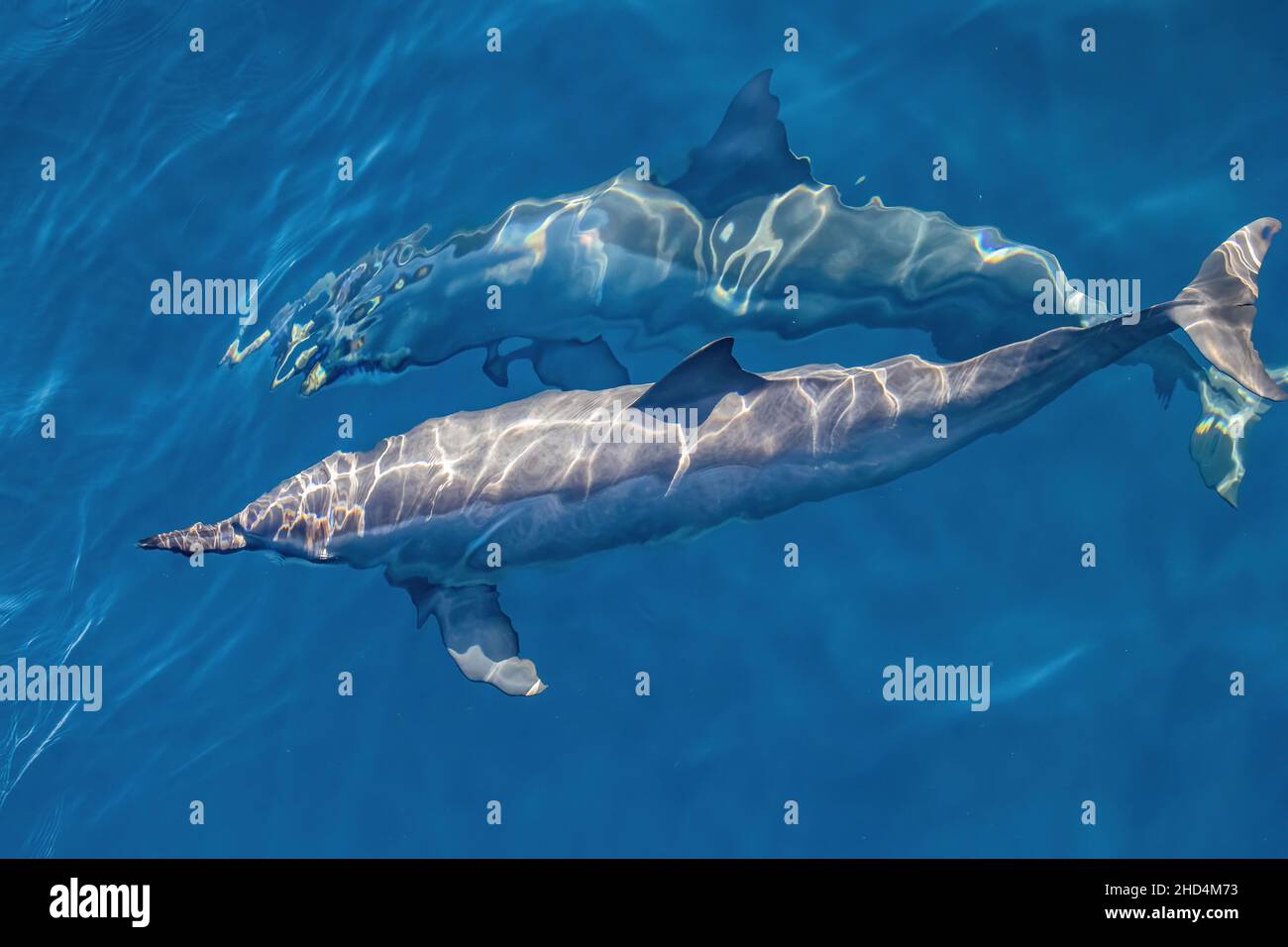 Delfini nuotanti Foto Stock