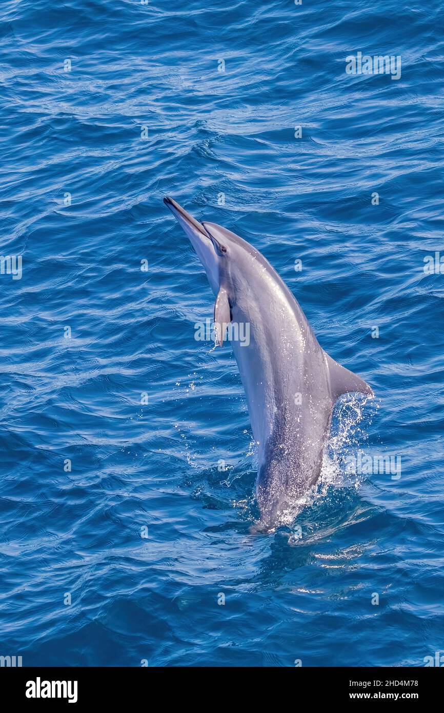 Bracconaggio di delfini spinner Foto Stock