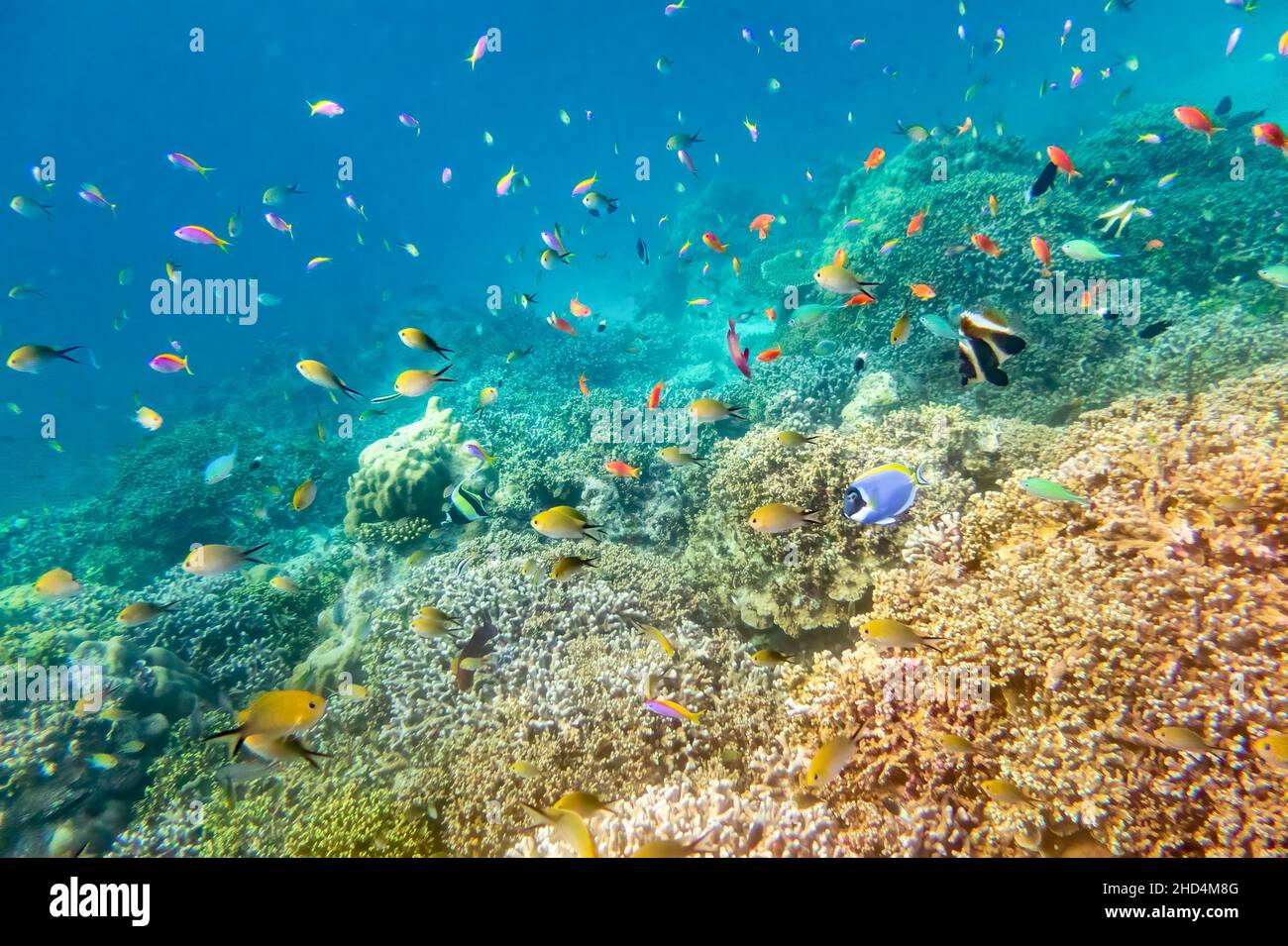 Una diversità di pesci Foto Stock
