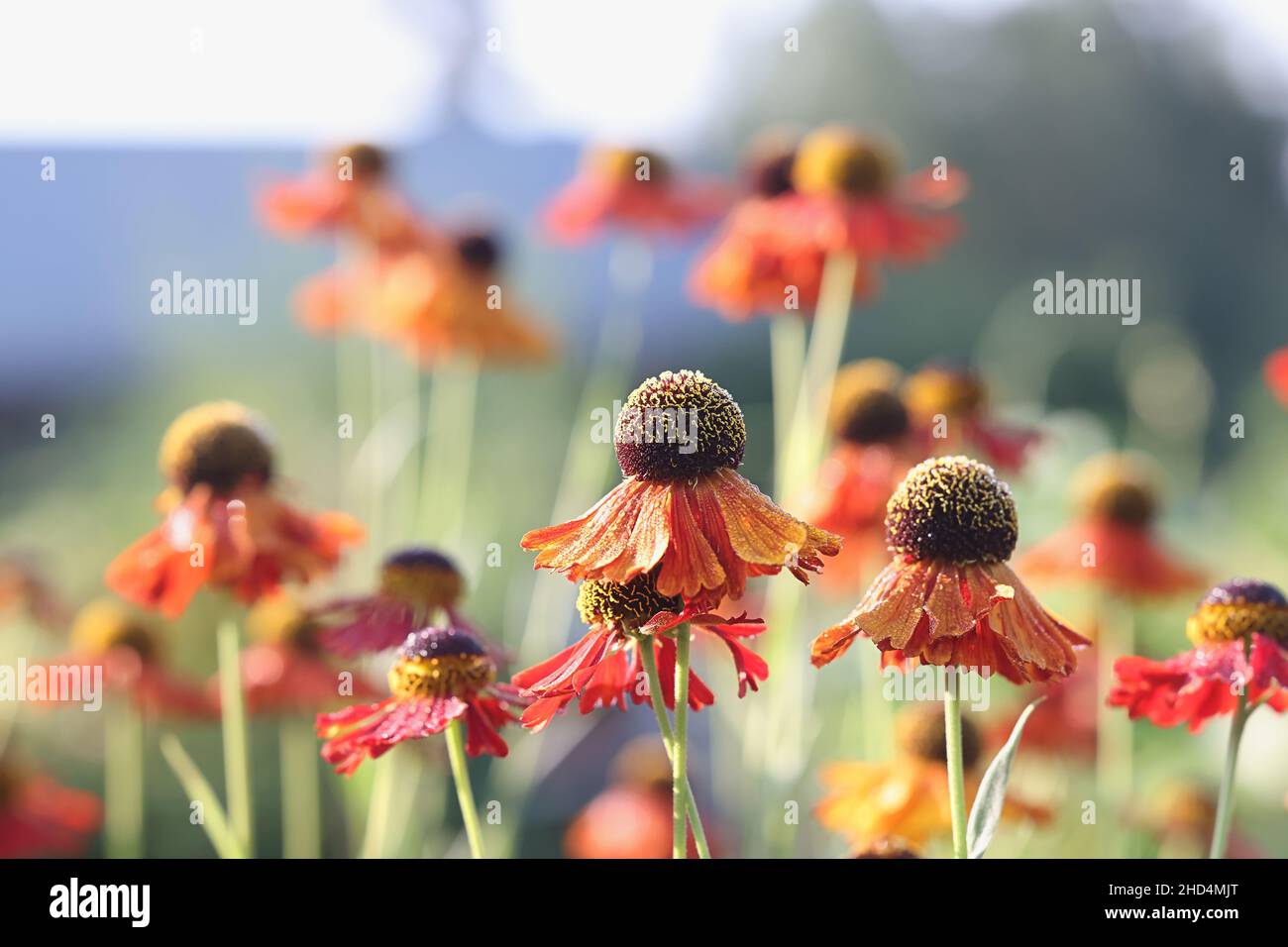 Helenium autumnale ‘Moerheim Beauty’, noto come sneezeweed comune o sneezeweed a fiore grande, pianta da giardino dalla Finlandia Foto Stock