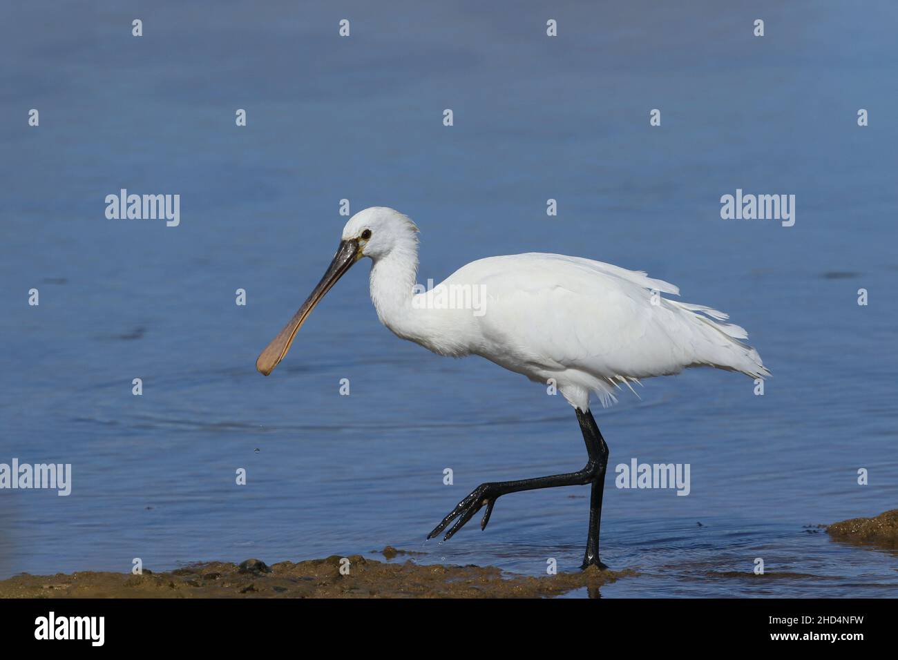 Spoonbill su Lanzarote sono molto bassi in numero, ma può essere trovato nei hunts normali. Qui si nutrono nelle acque di marea che cacciano pesci e invertebrati. Foto Stock