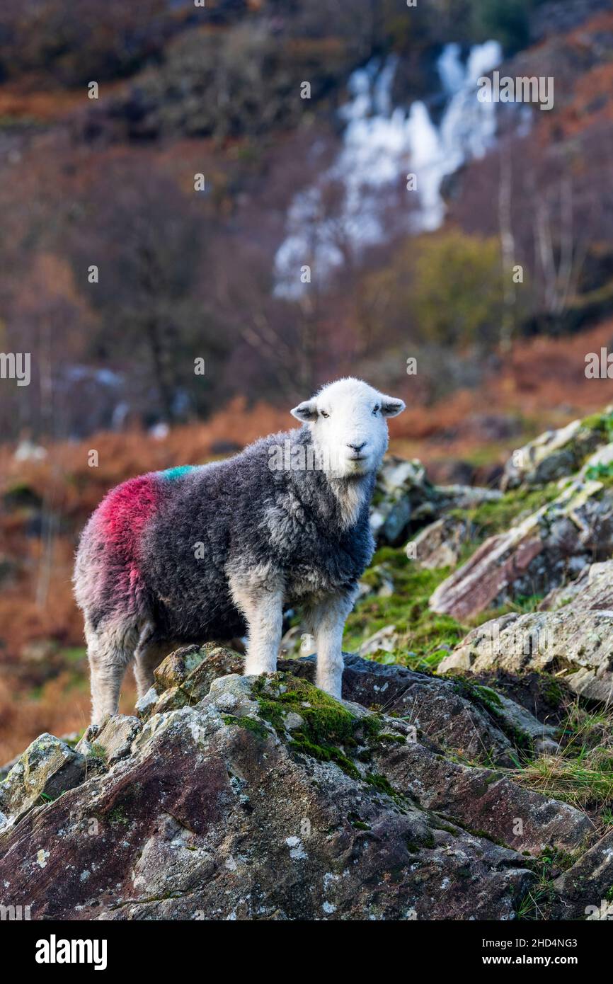 Pecore di Herdwick pascolo su montagna ruvida nella valle di Seathwaite, Borrowdale, nel Lake District inglese, Regno Unito. Foto Stock