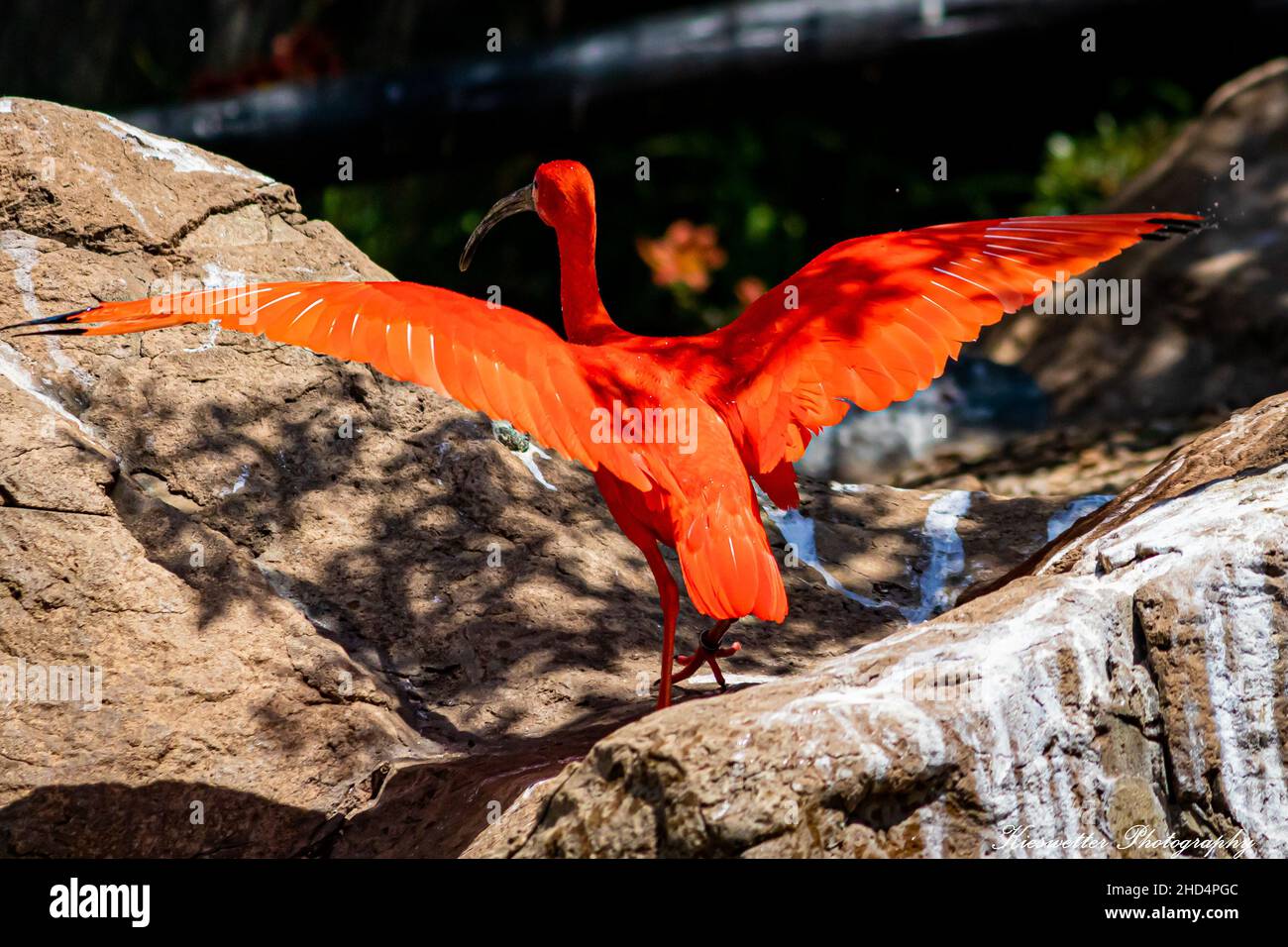 Primo piano di uno scarlatto ibis (Eudocimus ruber) che si stacca da una superficie rocciosa Foto Stock