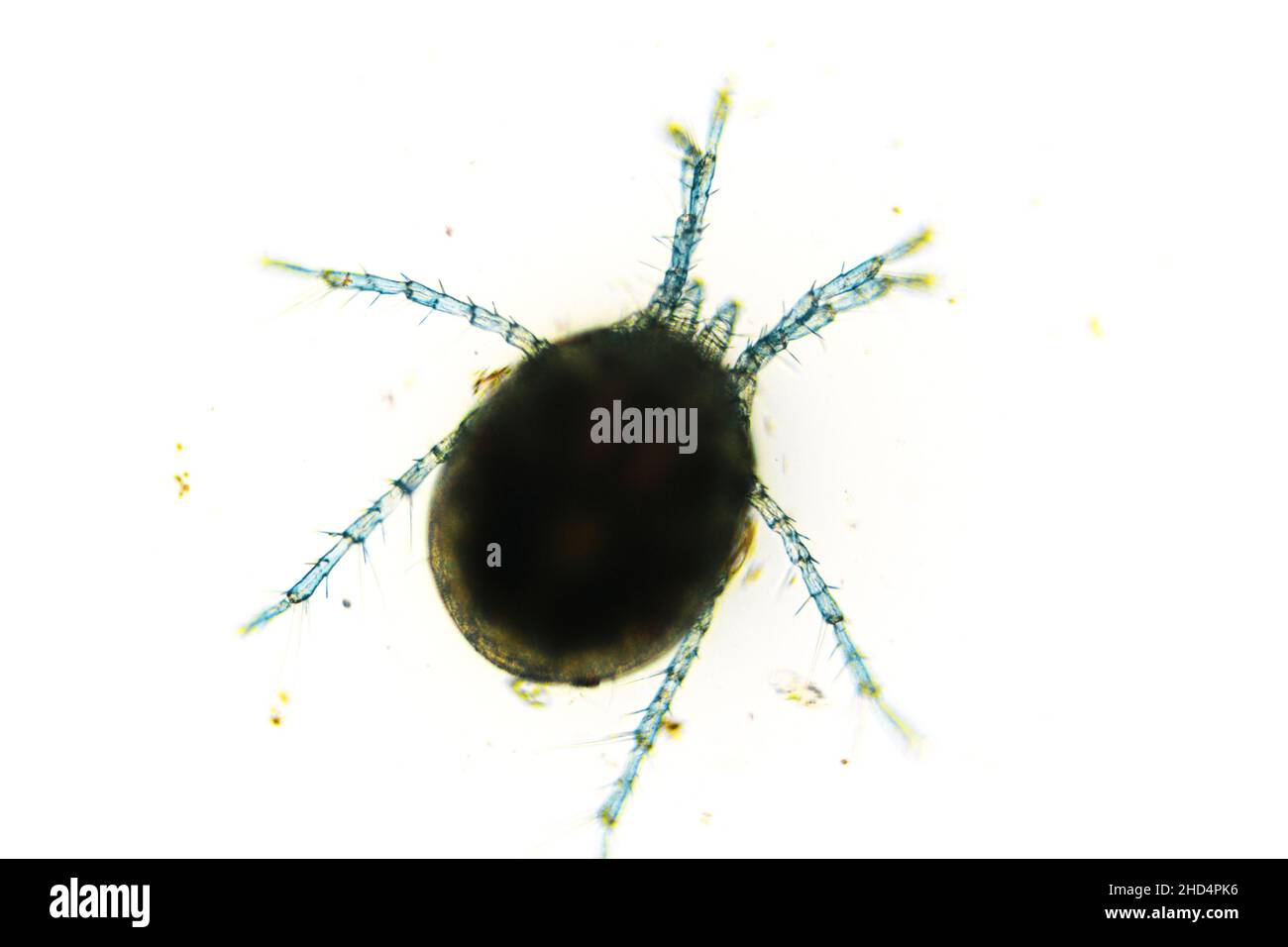 Acquare l'acaro Hydrachnidia al microscopio ottico Foto Stock