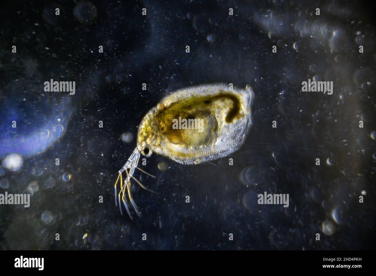 Immagine microscopica di zooplancton acqua Flea Daphnia su campo oscuro Foto Stock