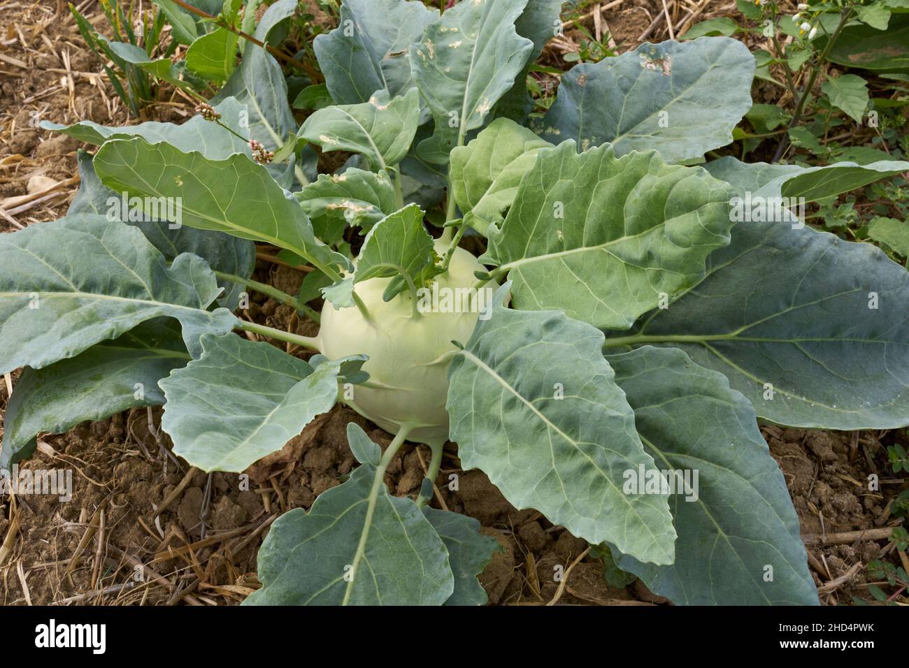 Brassica oleacea Gongylodes gruppo primo piano Foto Stock