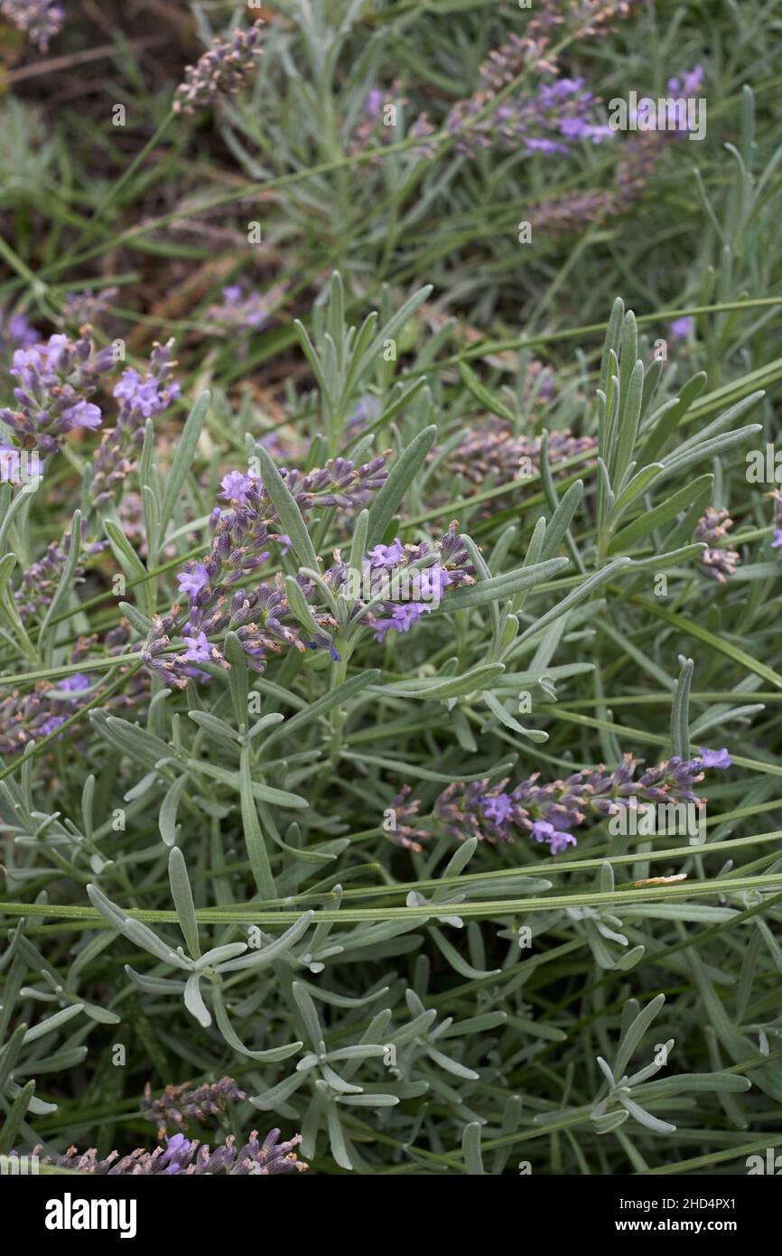 Lavandula angustifolia arbusto in fiore Foto Stock
