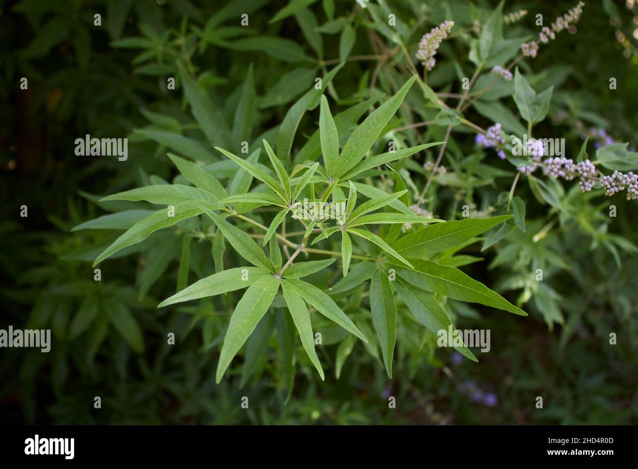 Vitex agnus-castus in fiore Foto Stock