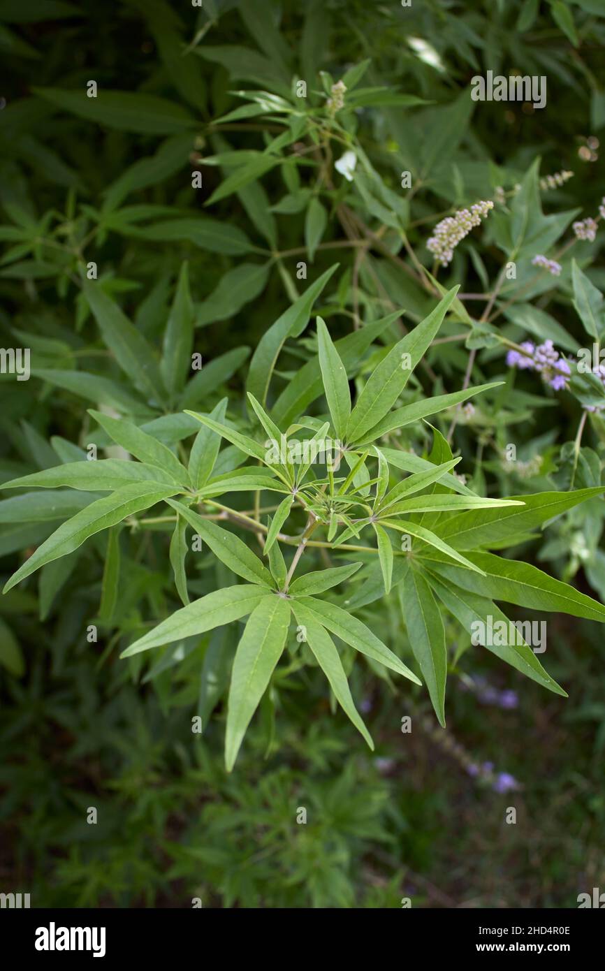 Vitex agnus-castus in fiore Foto Stock