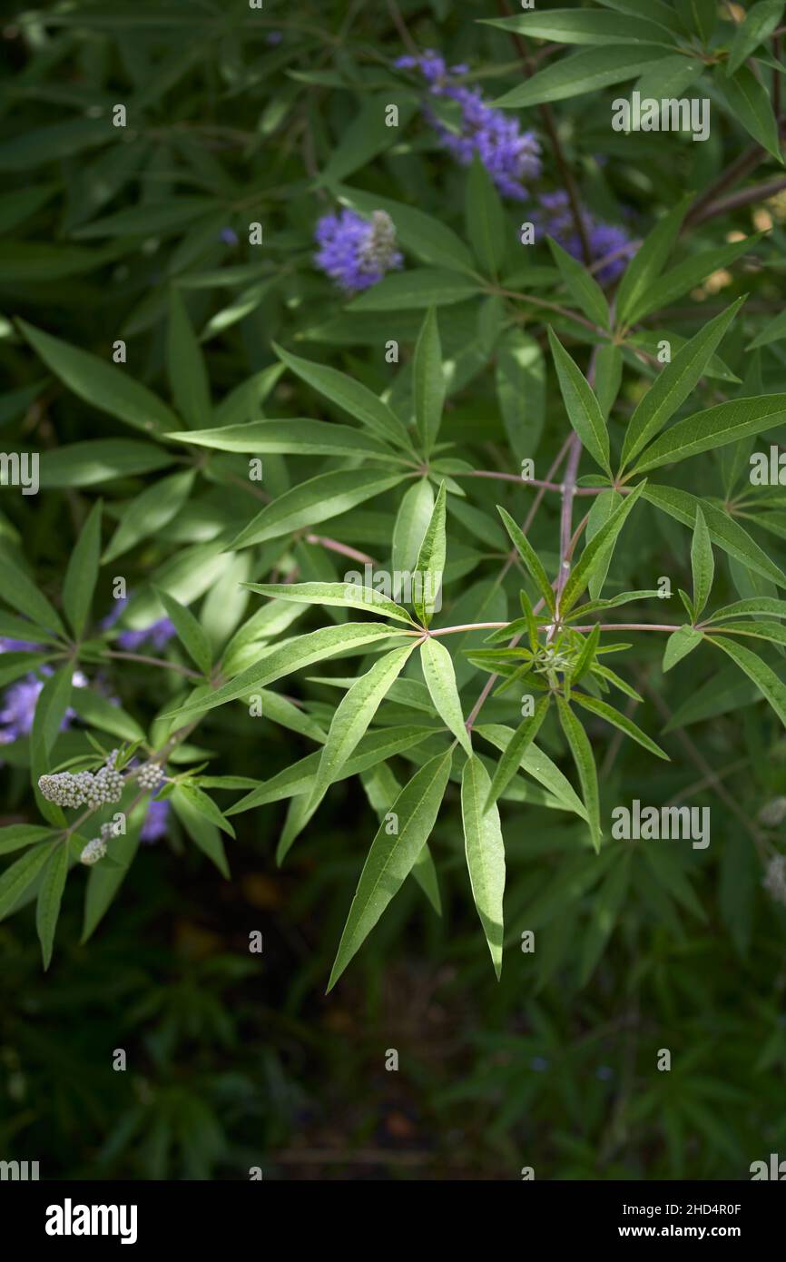 Vitex agnus-castus in fiore Foto Stock