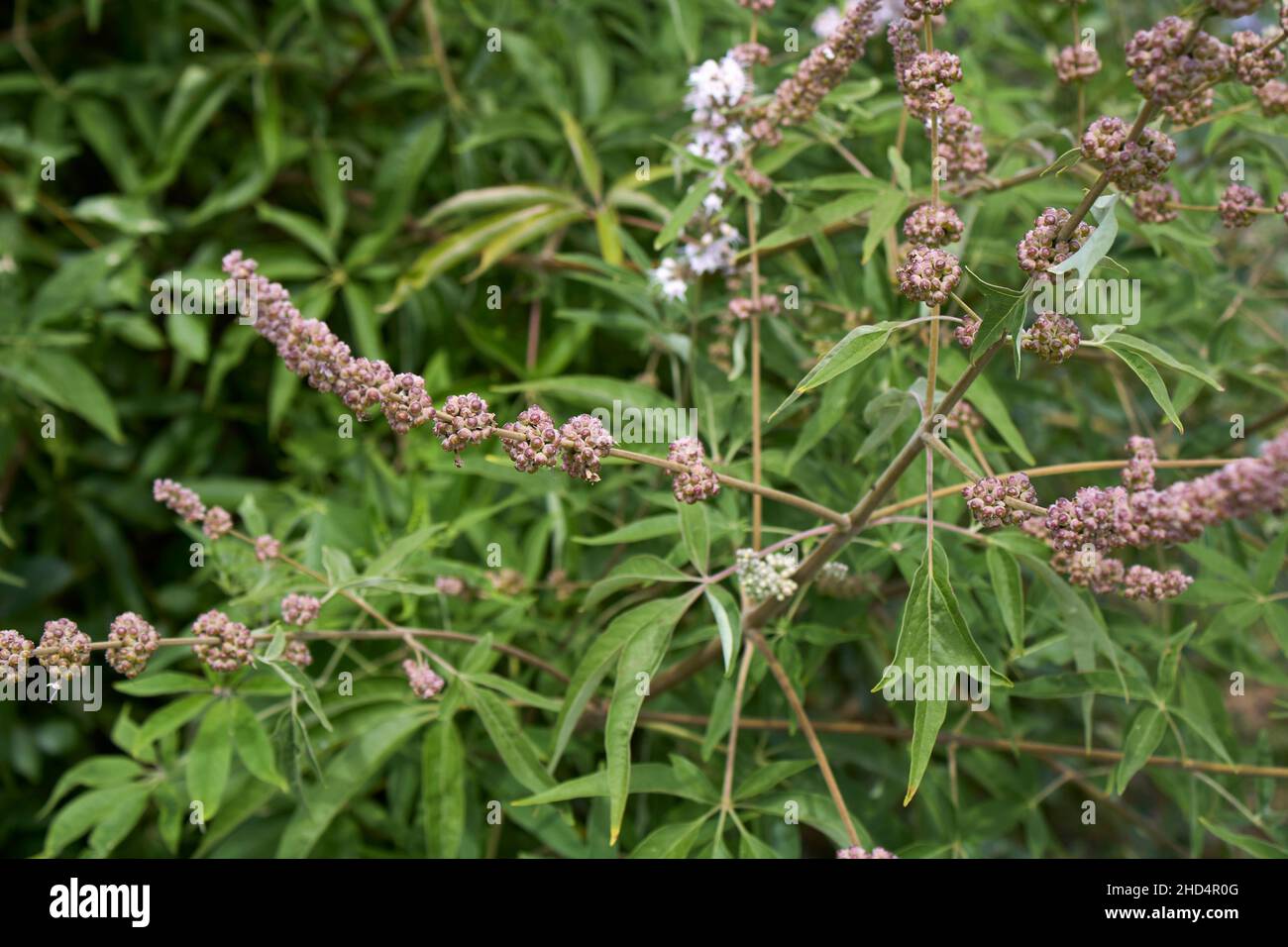 Vitex agnus-castus in fiore Foto Stock