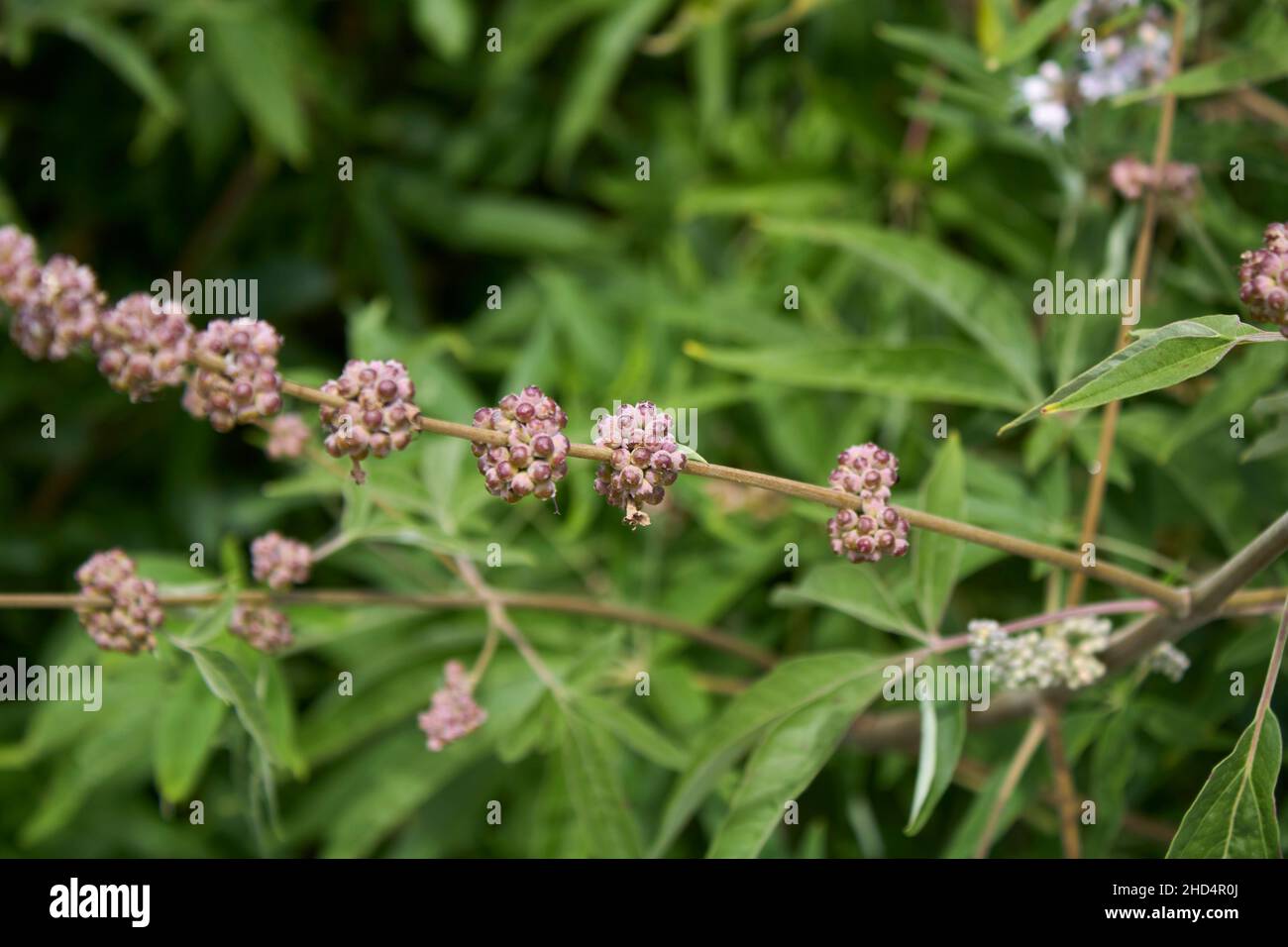 Vitex agnus-castus in fiore Foto Stock