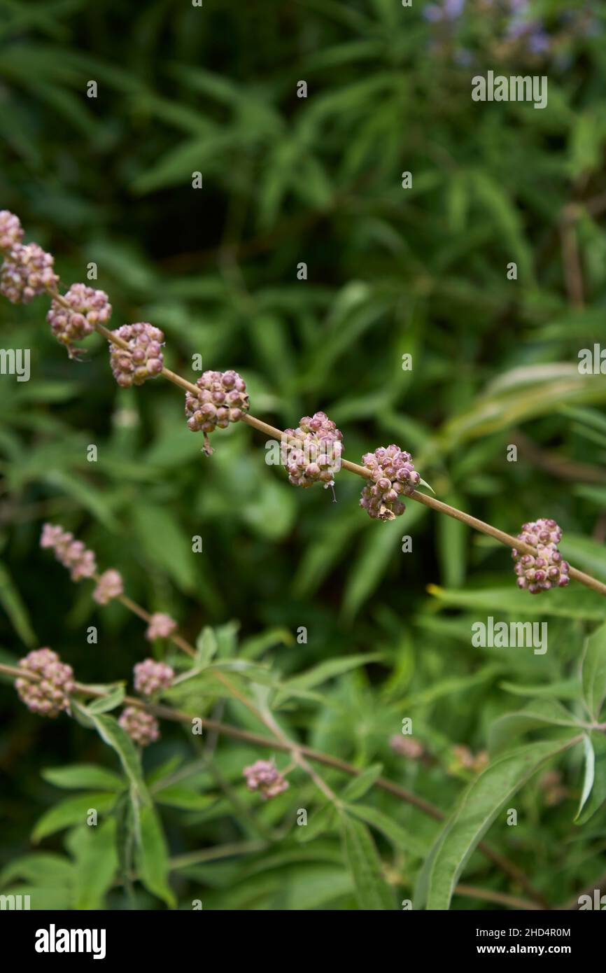 Vitex agnus-castus in fiore Foto Stock