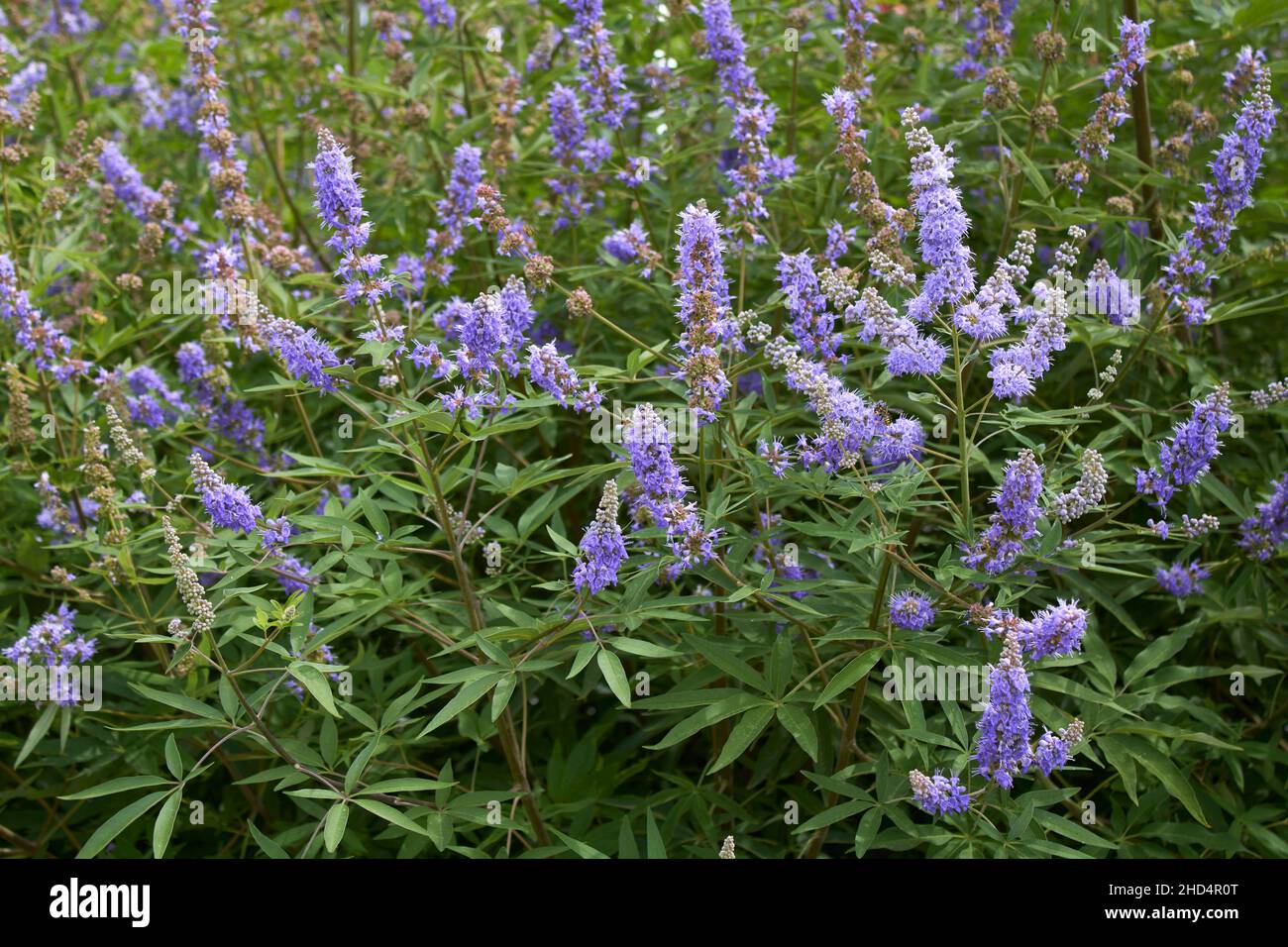 Vitex agnus-castus in fiore Foto Stock