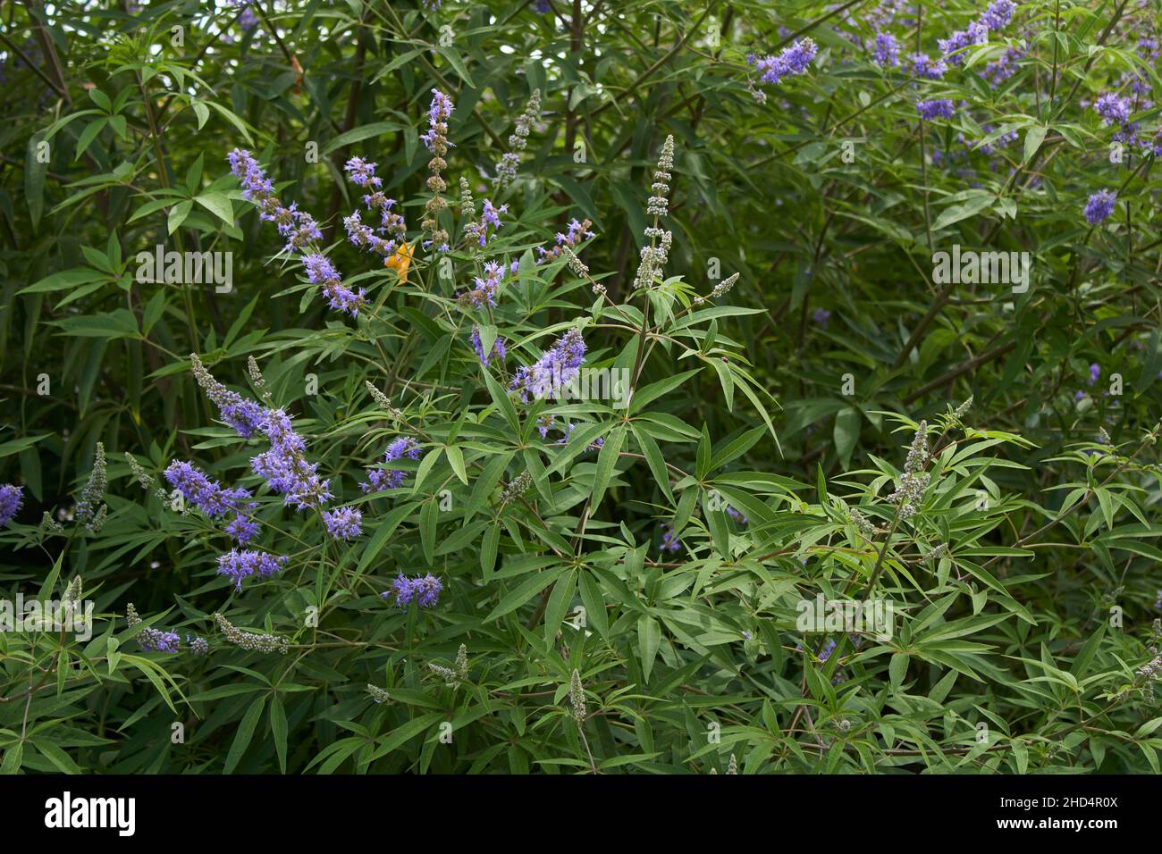 Vitex agnus-castus in fiore Foto Stock
