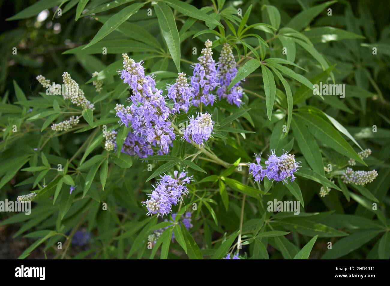 Vitex agnus-castus in fiore Foto Stock