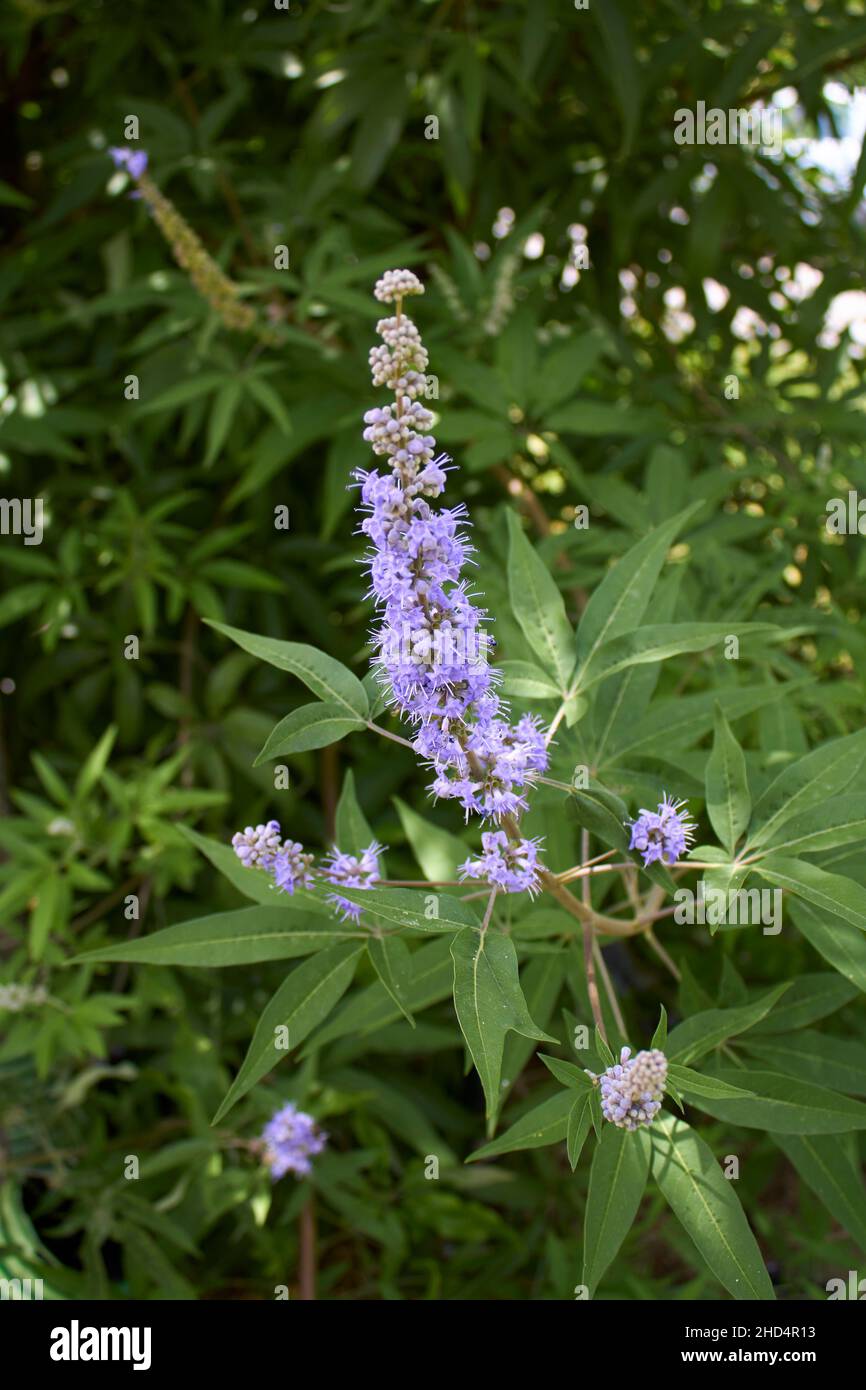 Vitex agnus-castus in fiore Foto Stock