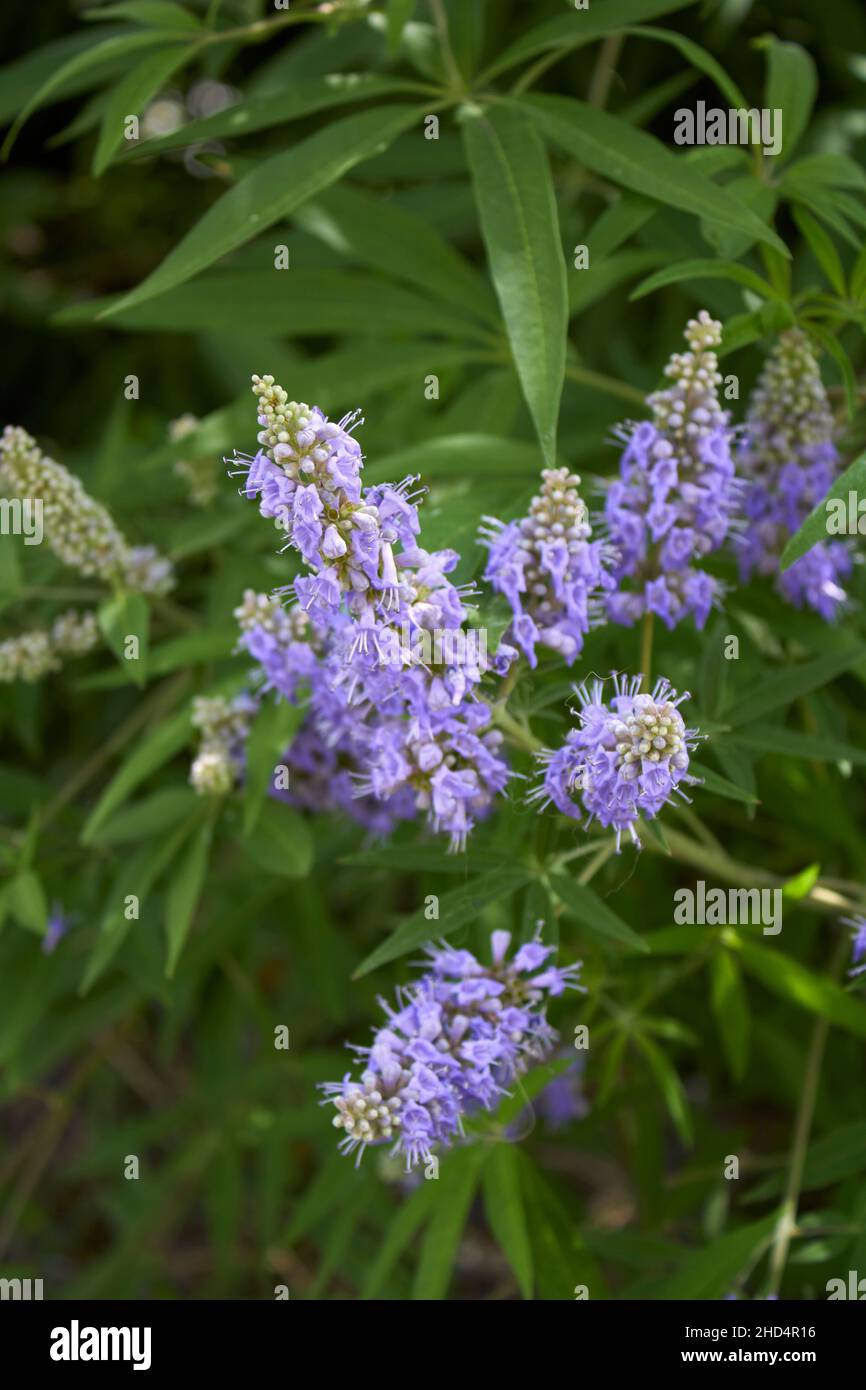Vitex agnus-castus in fiore Foto Stock