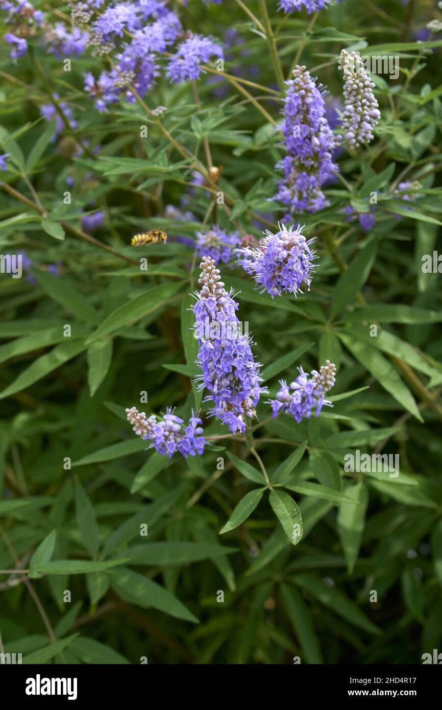 Vitex agnus-castus in fiore Foto Stock
