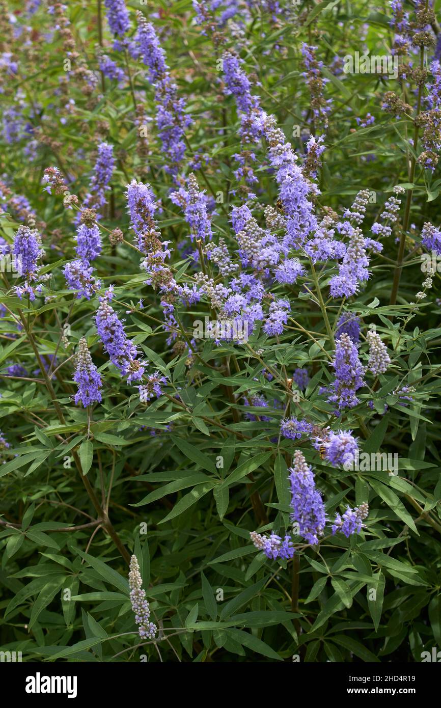 Vitex agnus-castus in fiore Foto Stock